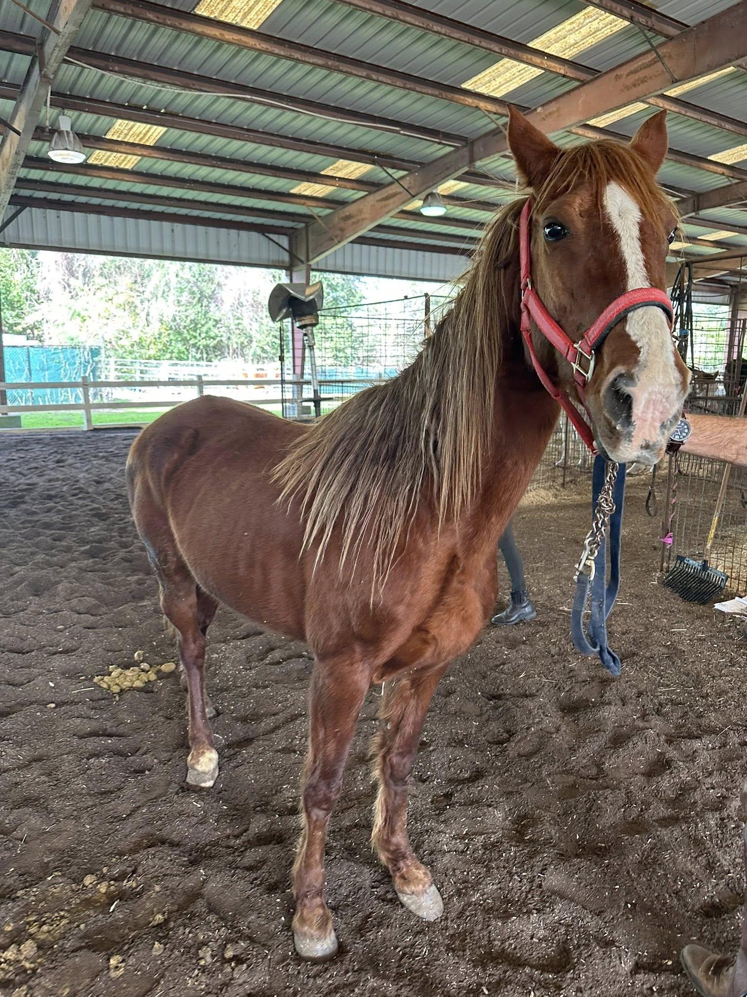 Enlarge Bop It, an adopted mixed breed in Mount Hermon, LA image 1/1