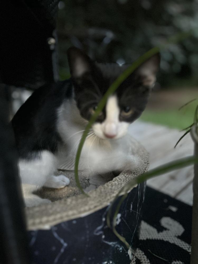 CL - Chase, a Adoptable Domestic Short Hair in Dawson, GA image 2/3
