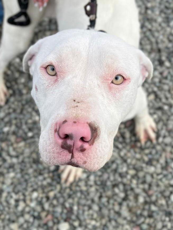 Enlarge *BUG, a Adoptable Pit Bull Terrier in Woodland, CA image 1/1