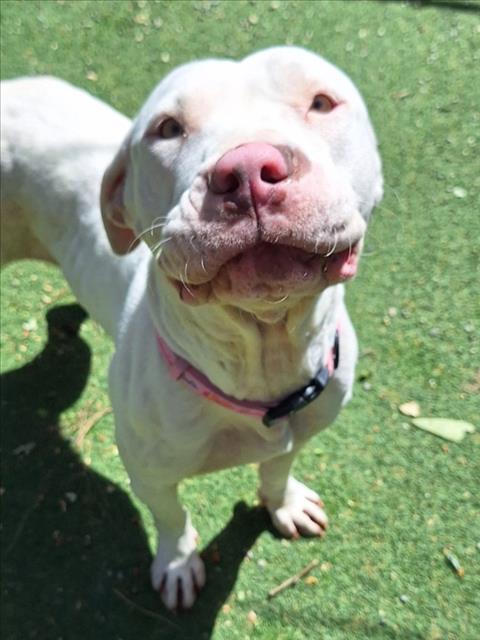 *BUG, Adoptable, Adult Female Pit Bull Terrier.