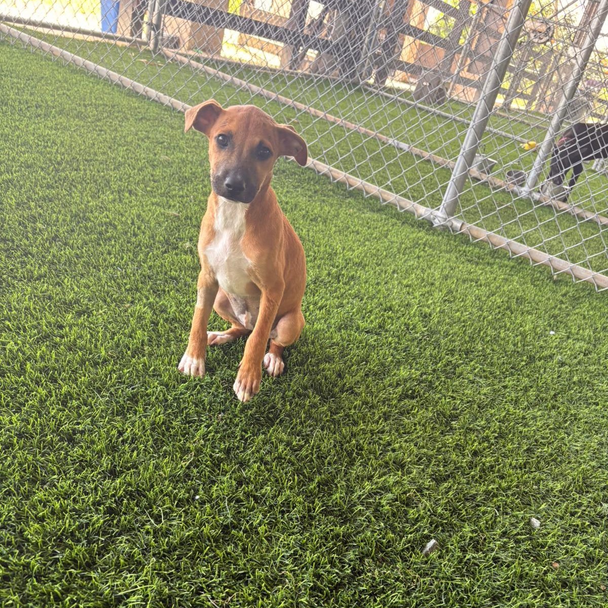 Enlarge Rey, a ADOPTABLE Mixed Breed in Morristown, NJ image 2/4