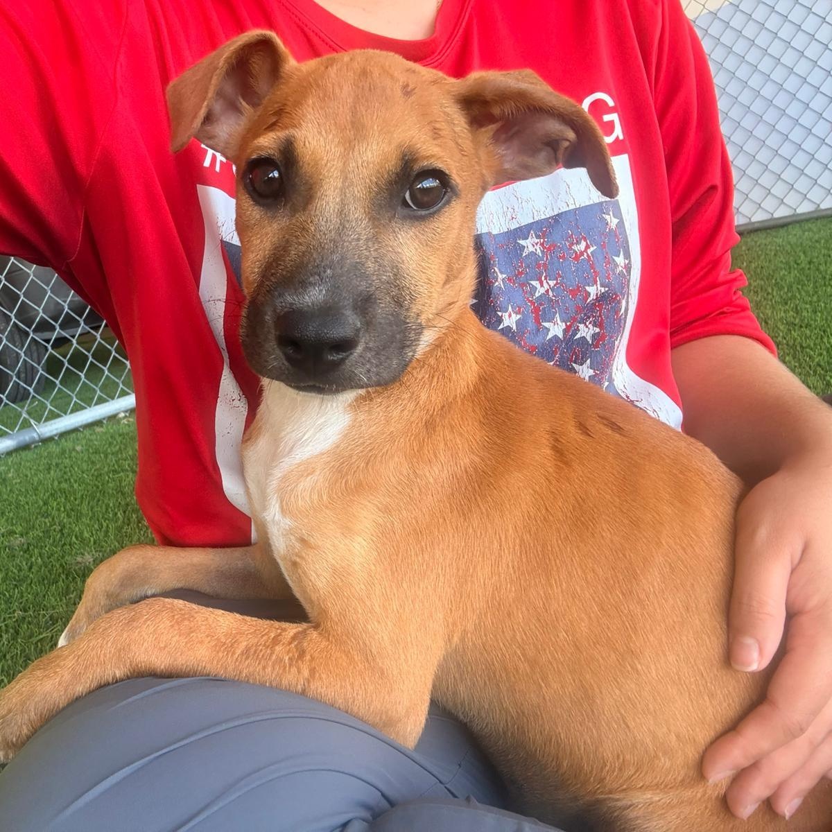 Enlarge Rey, a ADOPTABLE Mixed Breed in Morristown, NJ image 4/4