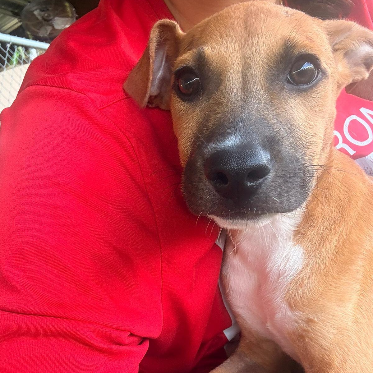 Enlarge Rey, a ADOPTABLE Mixed Breed in Morristown, NJ image 1/4