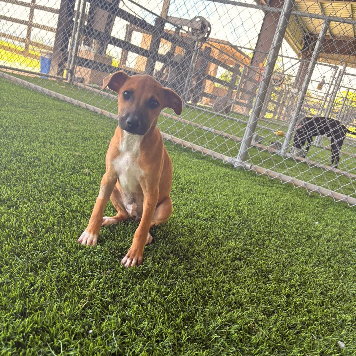 Enlarge Rey, a ADOPTABLE Mixed Breed in Morristown, NJ image 3/4