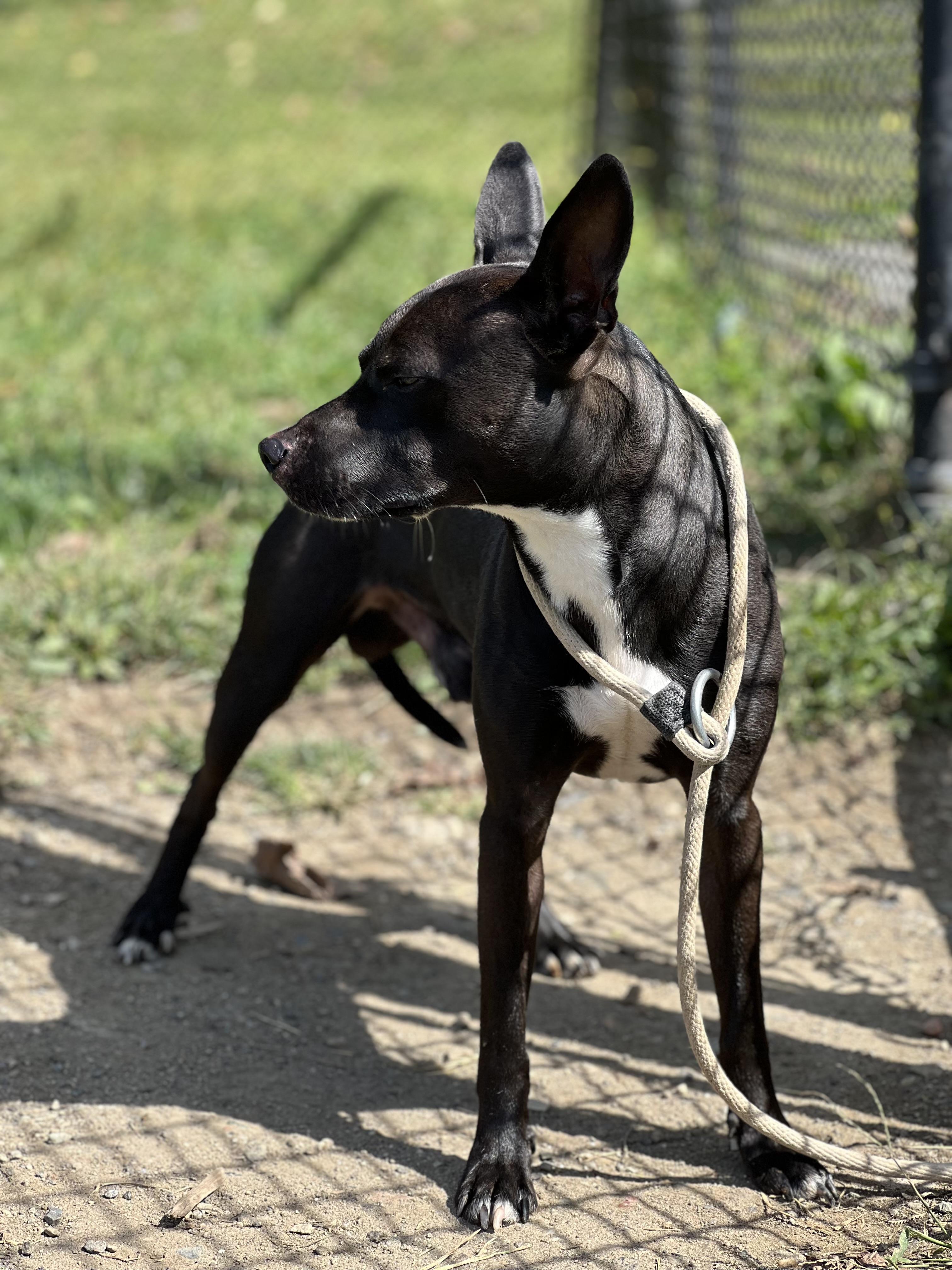 Little Shadow thumbnail 4