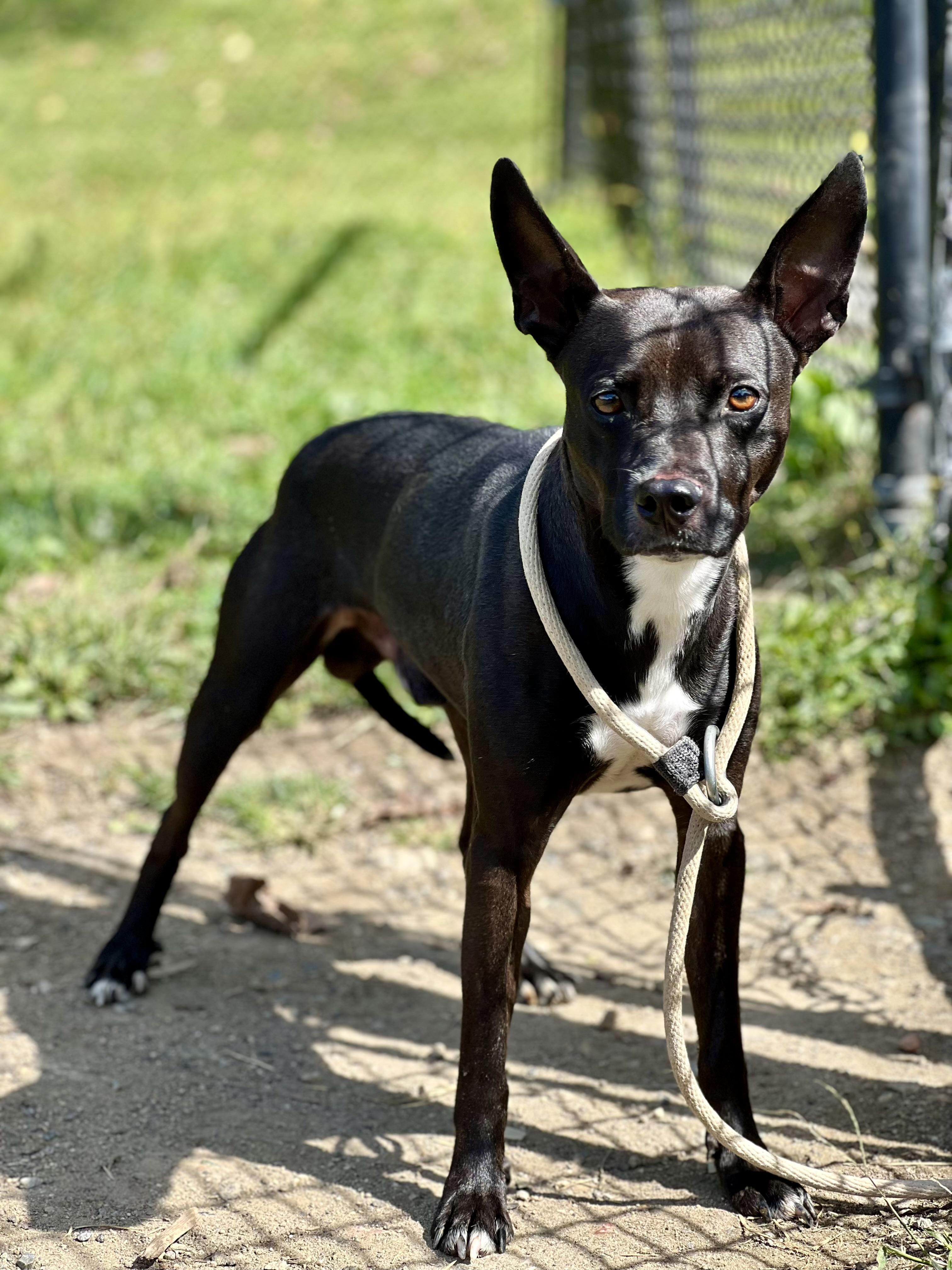 Little Shadow thumbnail 2