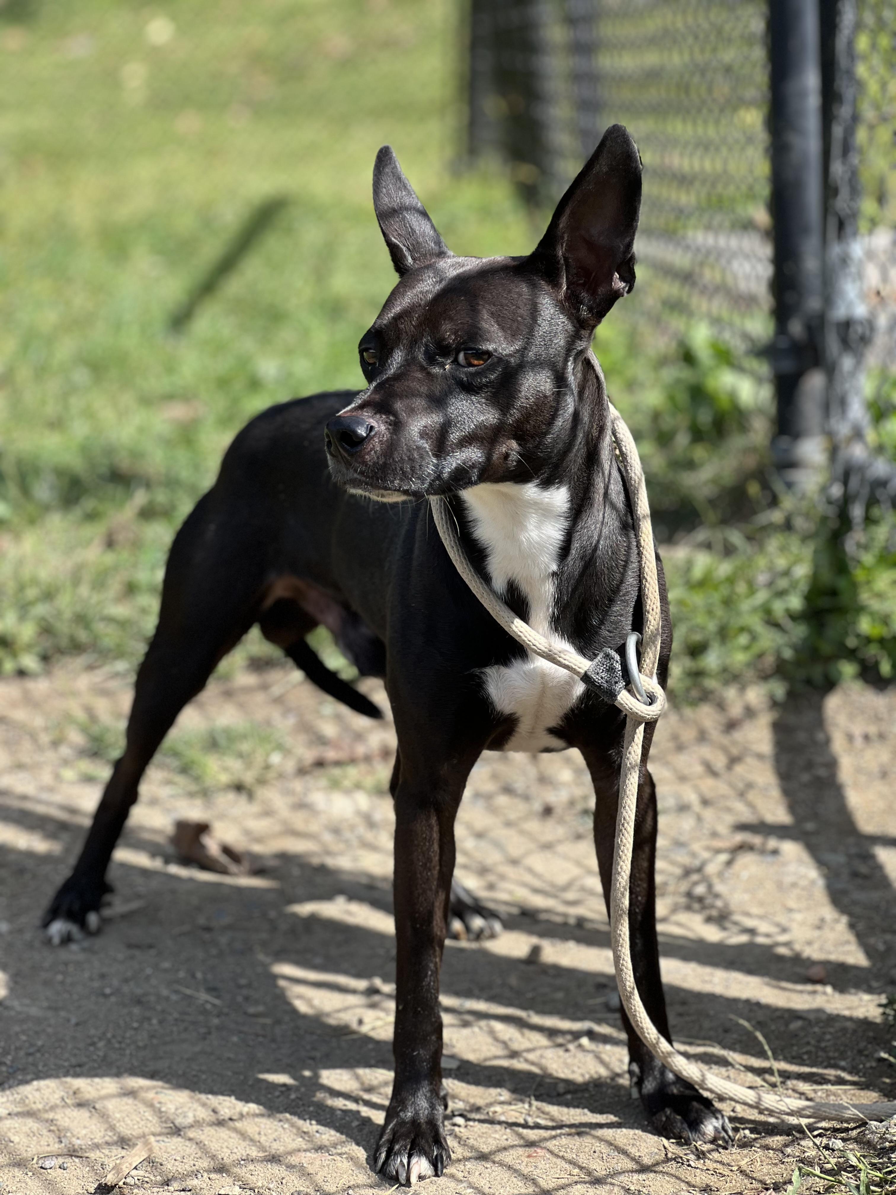 Little Shadow thumbnail 3