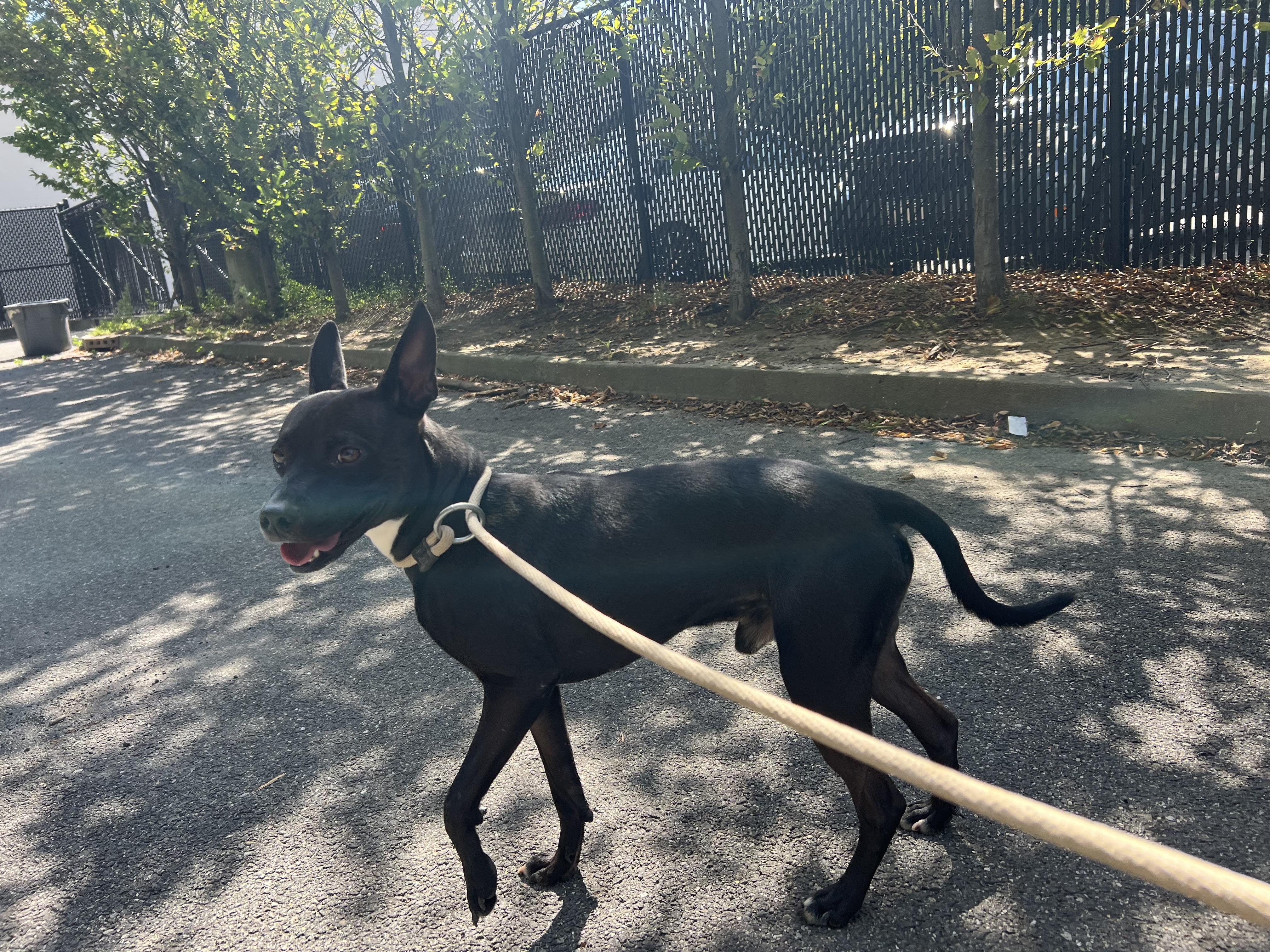 Little Shadow thumbnail 5