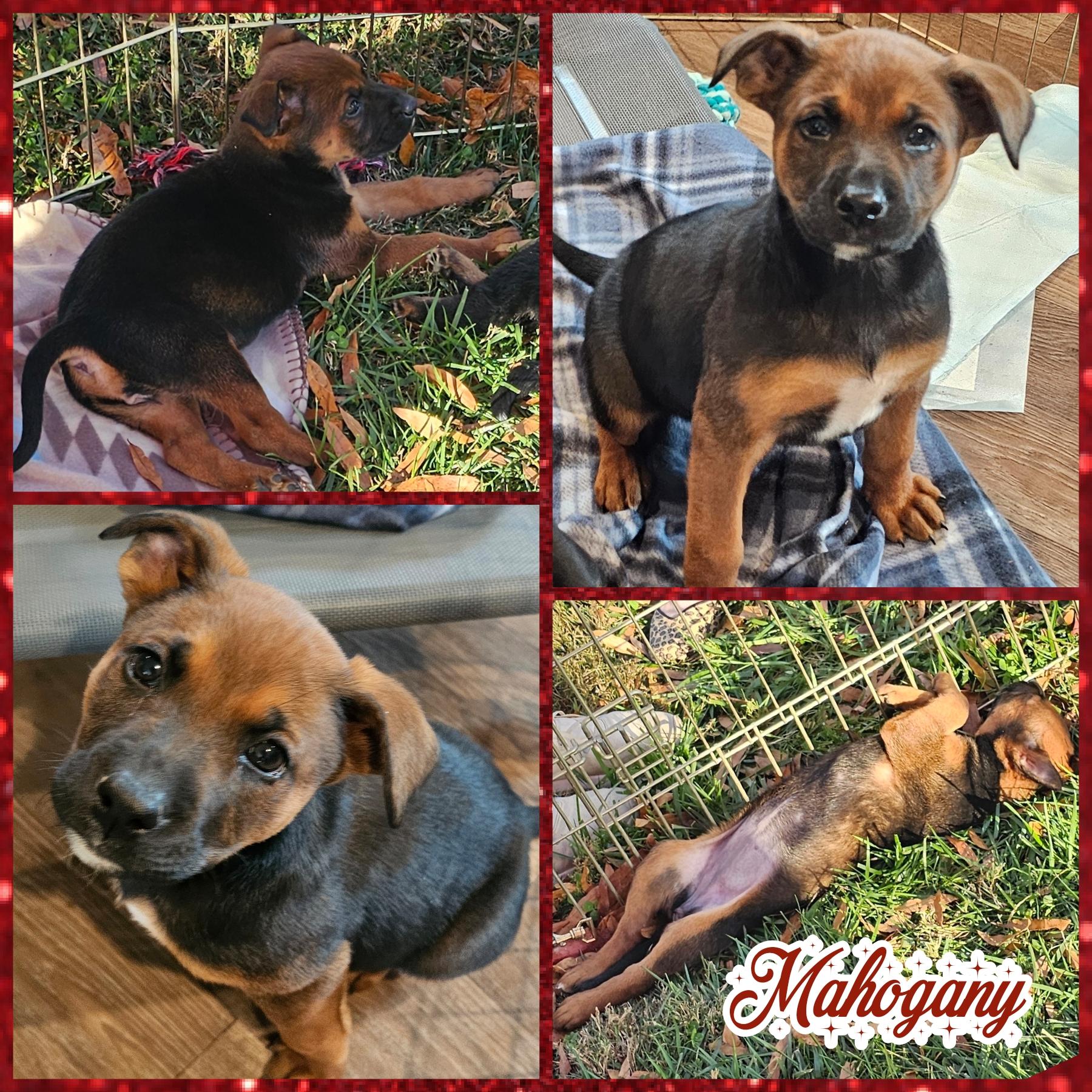 Mahogany, Adoptable, Puppy Female German Shepherd Dog & Terrier.