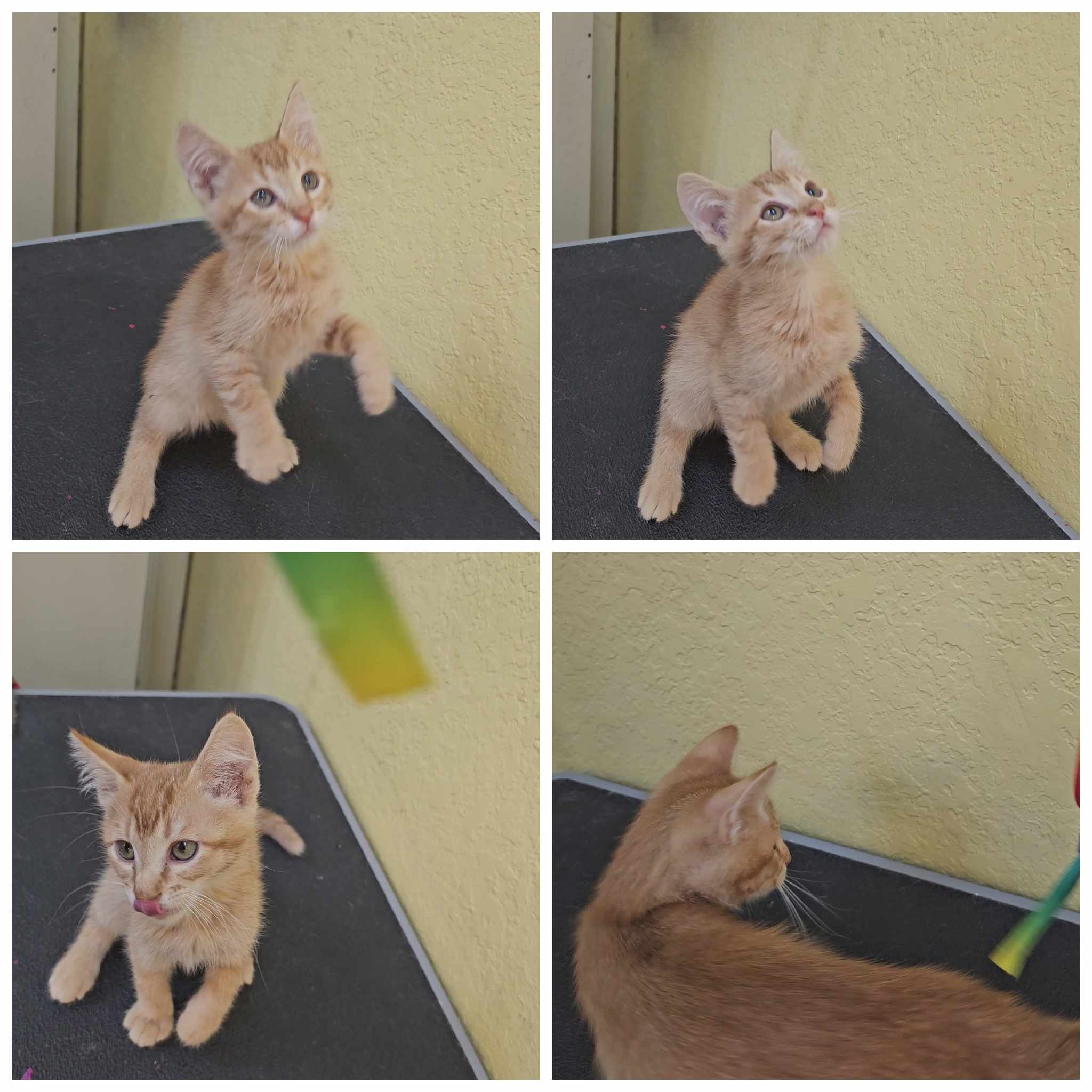 Cat for adoption Borimir, a Domestic Short Hair in Justin, TX Petfinder