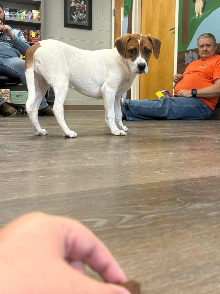 Loretta, Adoptable, Puppy Female Hound.