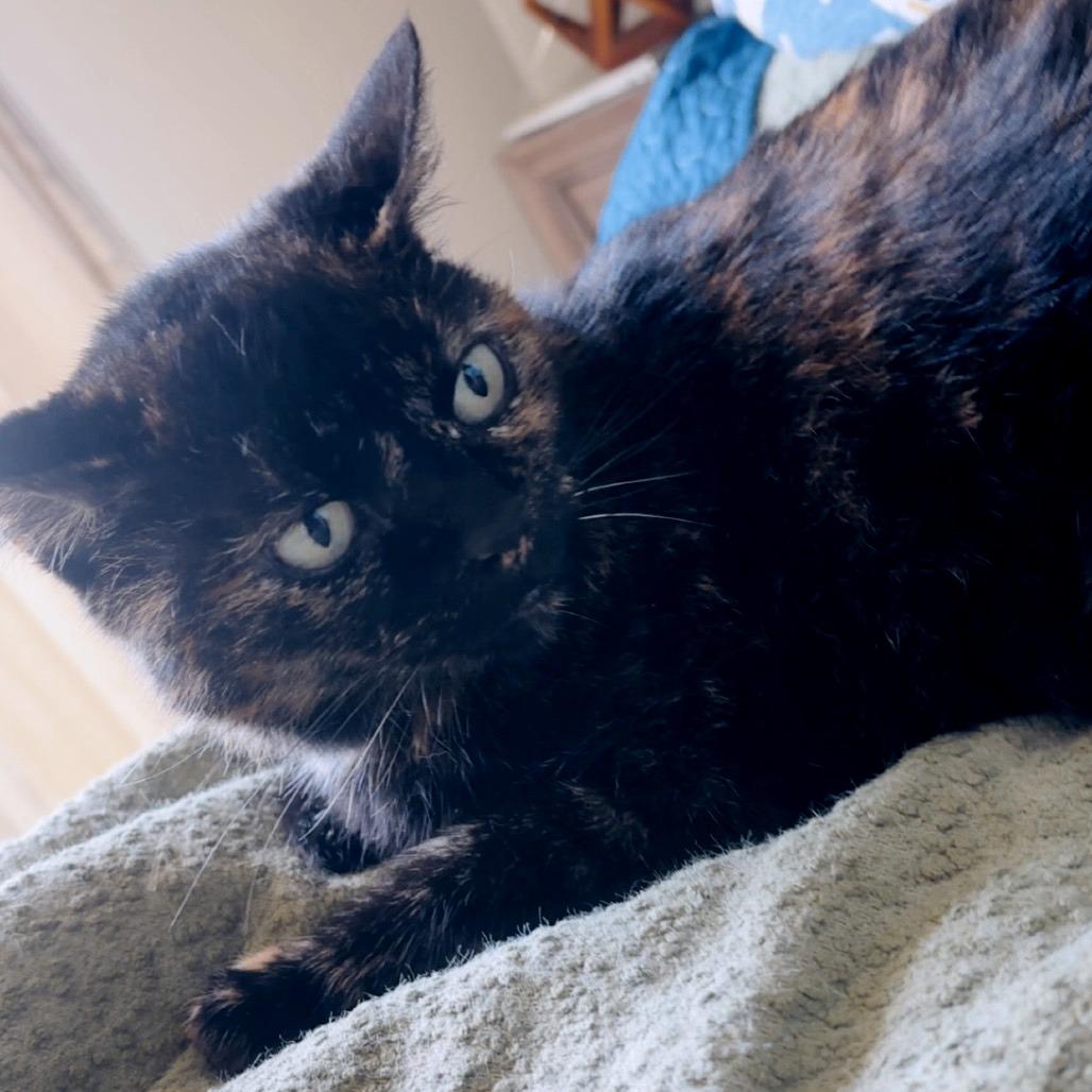 Sugar Britches, Adoptable, Adult Female Domestic Short Hair.