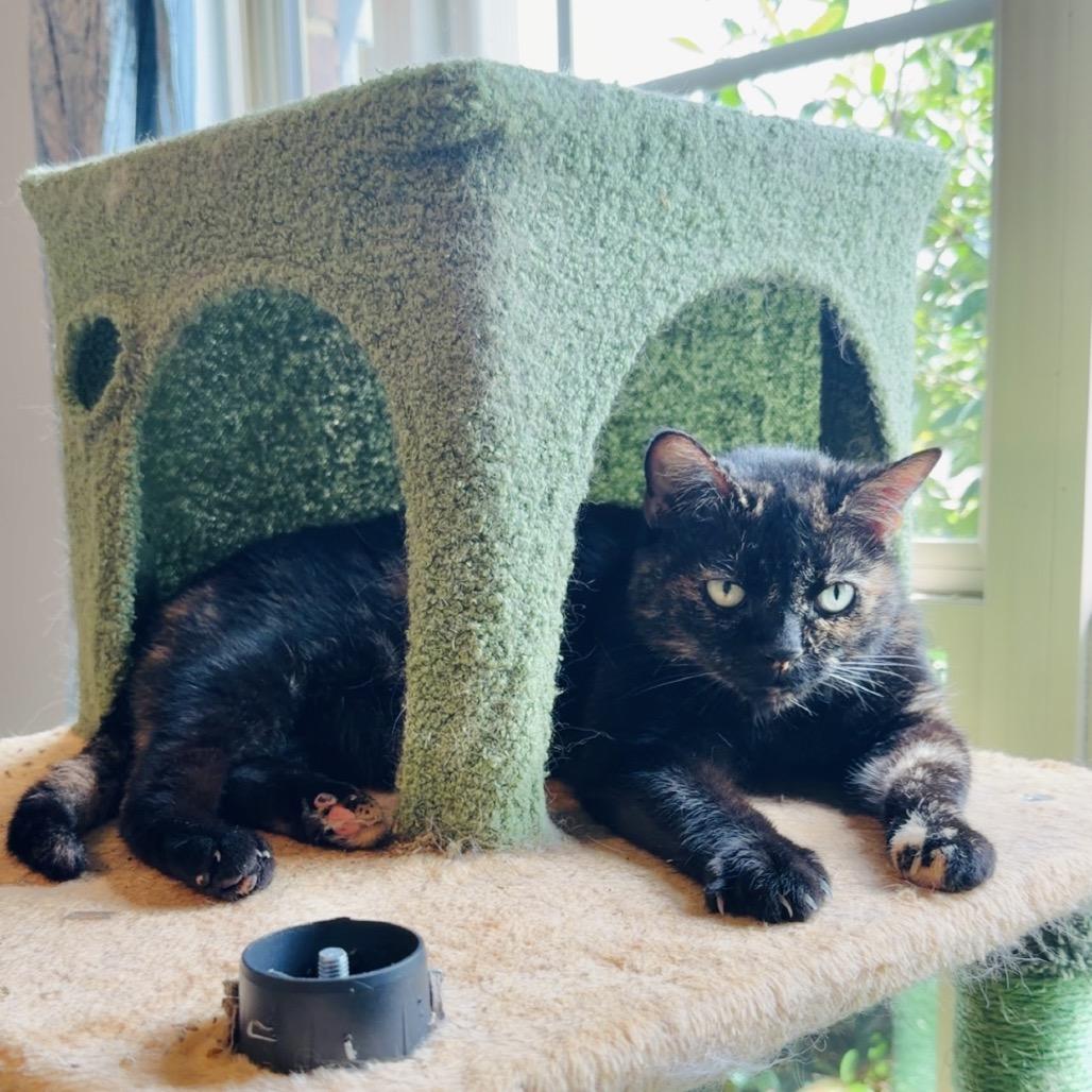 Enlarge Sugar Britches, a Adoptable Domestic Short Hair in Brownsboro, AL image 2/4