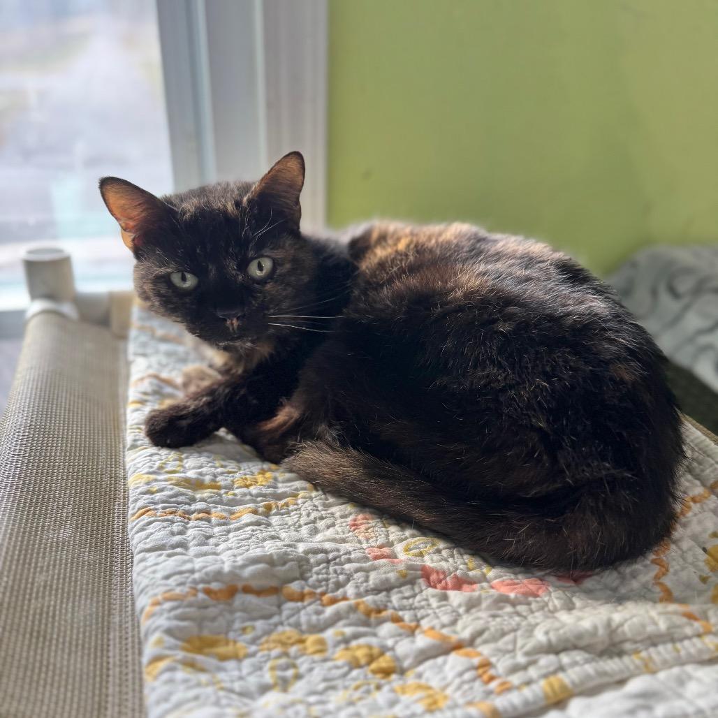 Enlarge Sugar Britches, a Adoptable Domestic Short Hair in Brownsboro, AL image 1/2