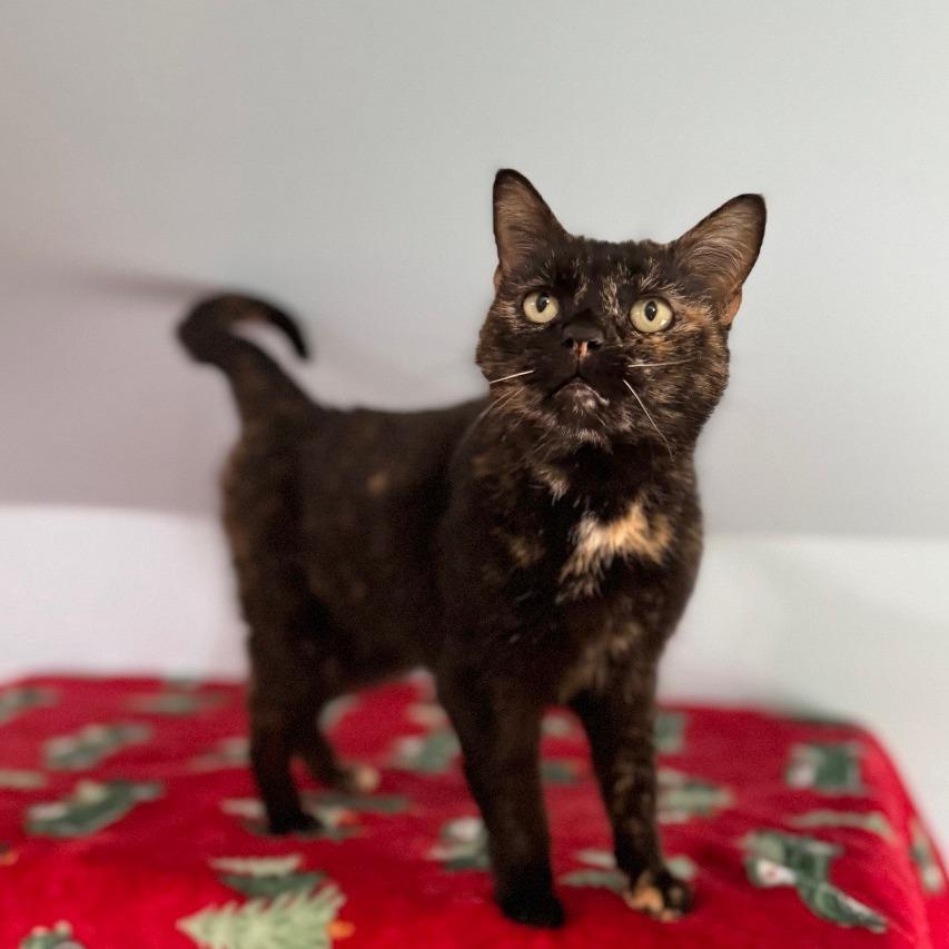 Enlarge Sugar Britches, a Adoptable Domestic Short Hair in Brownsboro, AL image 4/4