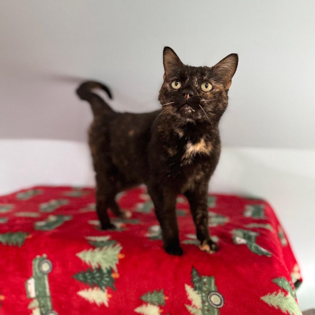 Enlarge Sugar Britches, a Adoptable Domestic Short Hair in Brownsboro, AL image 2/2