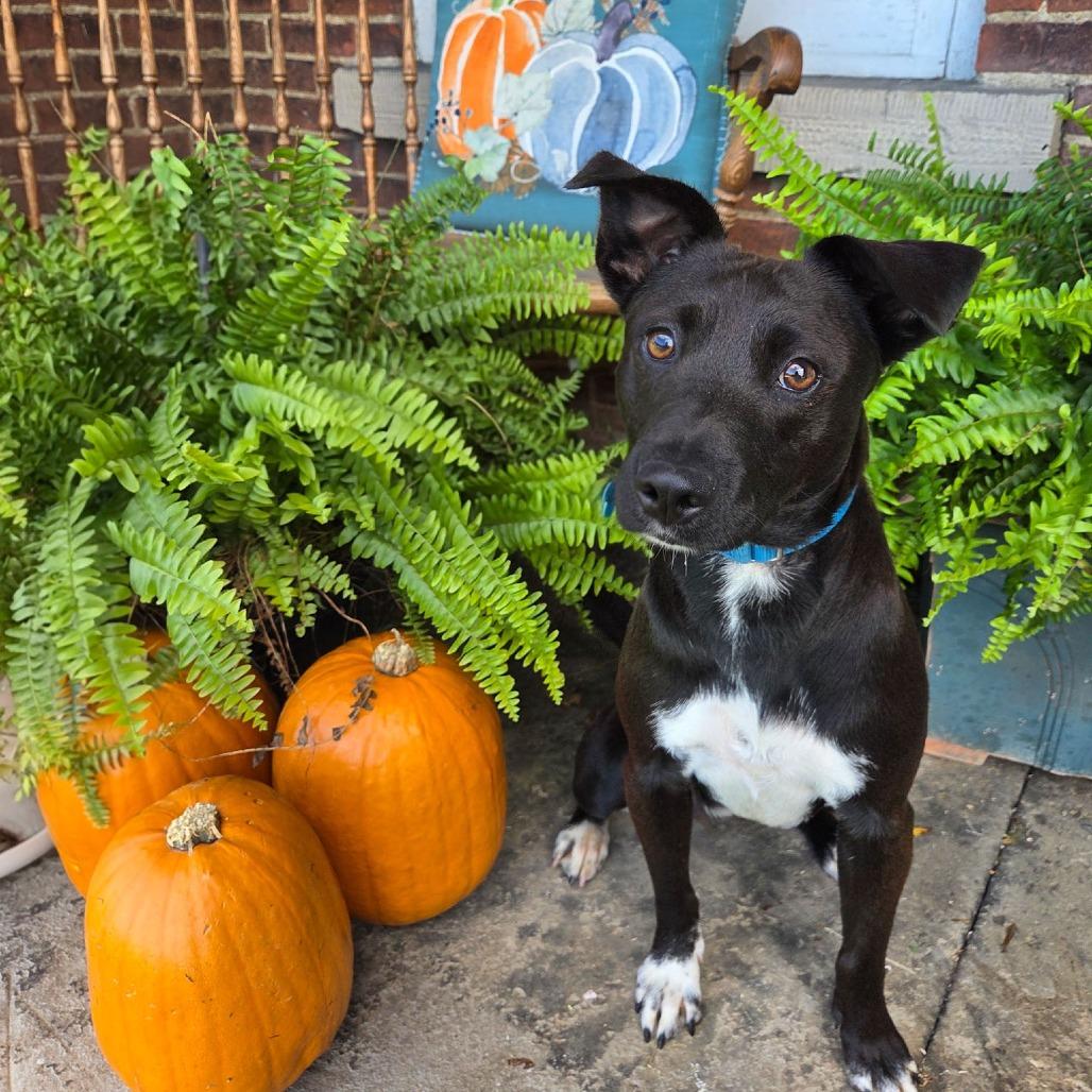 Ally, Adoptable, Young Female Mixed Breed.