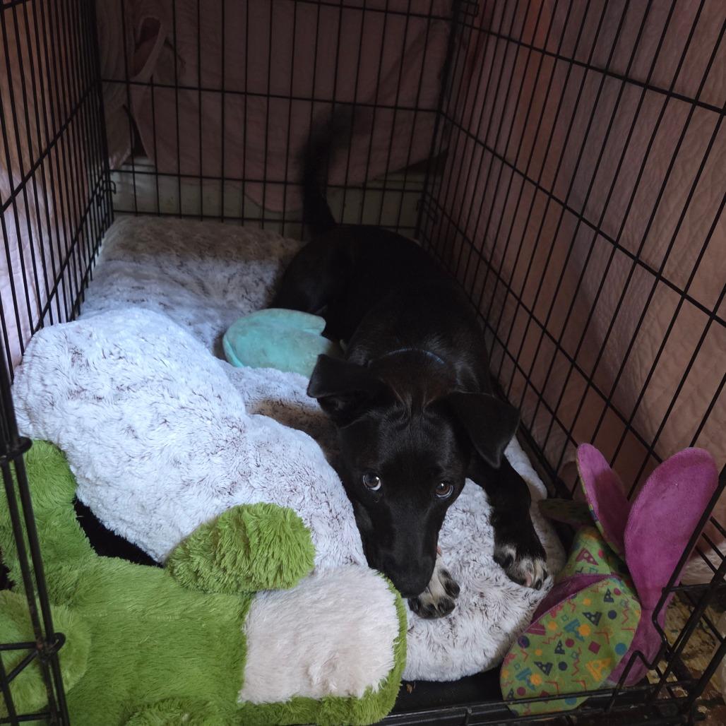 Enlarge Ally, a Adoptable Mixed Breed in Avon, OH image 2/6
