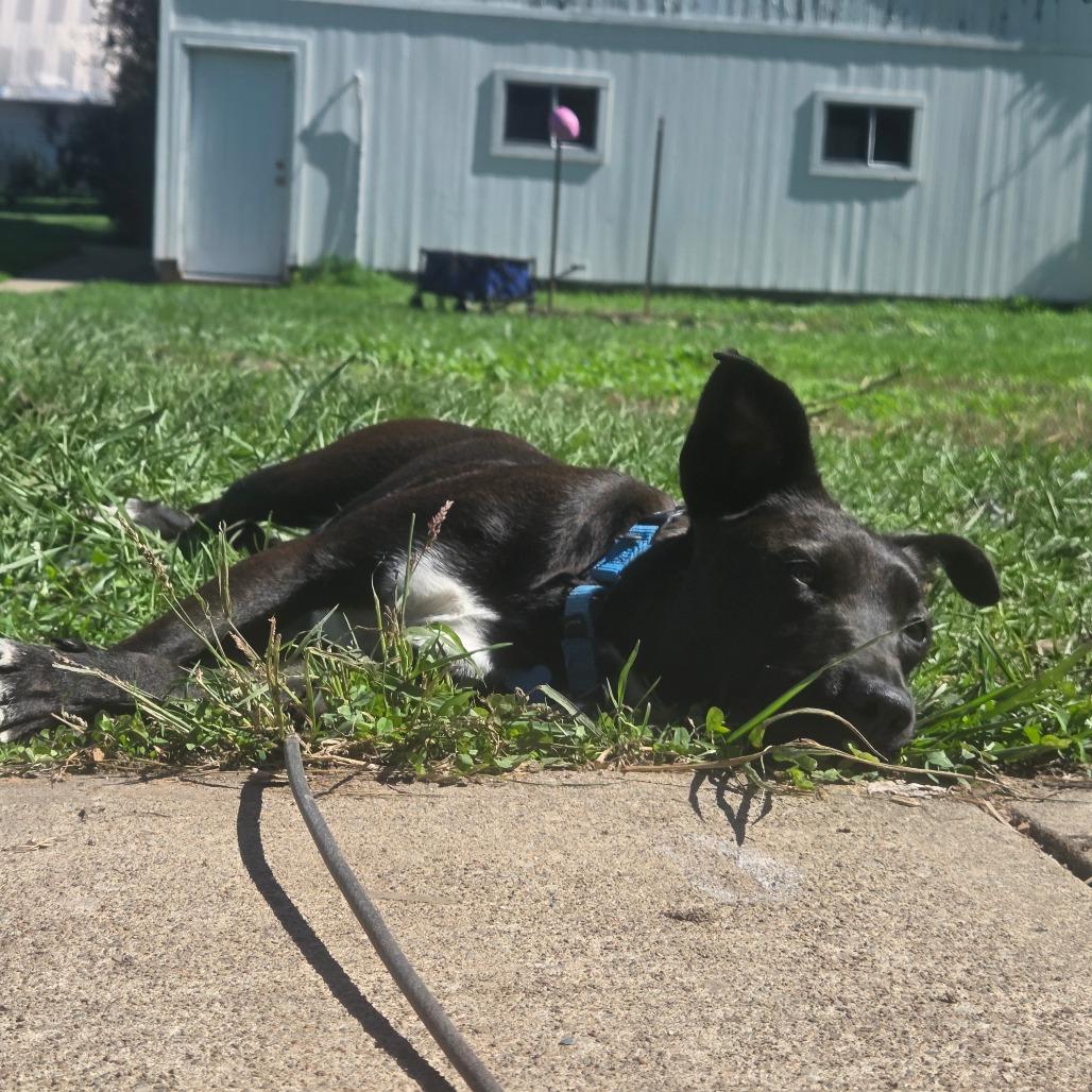Enlarge Ally, a Adoptable Mixed Breed in Avon, OH image 3/6