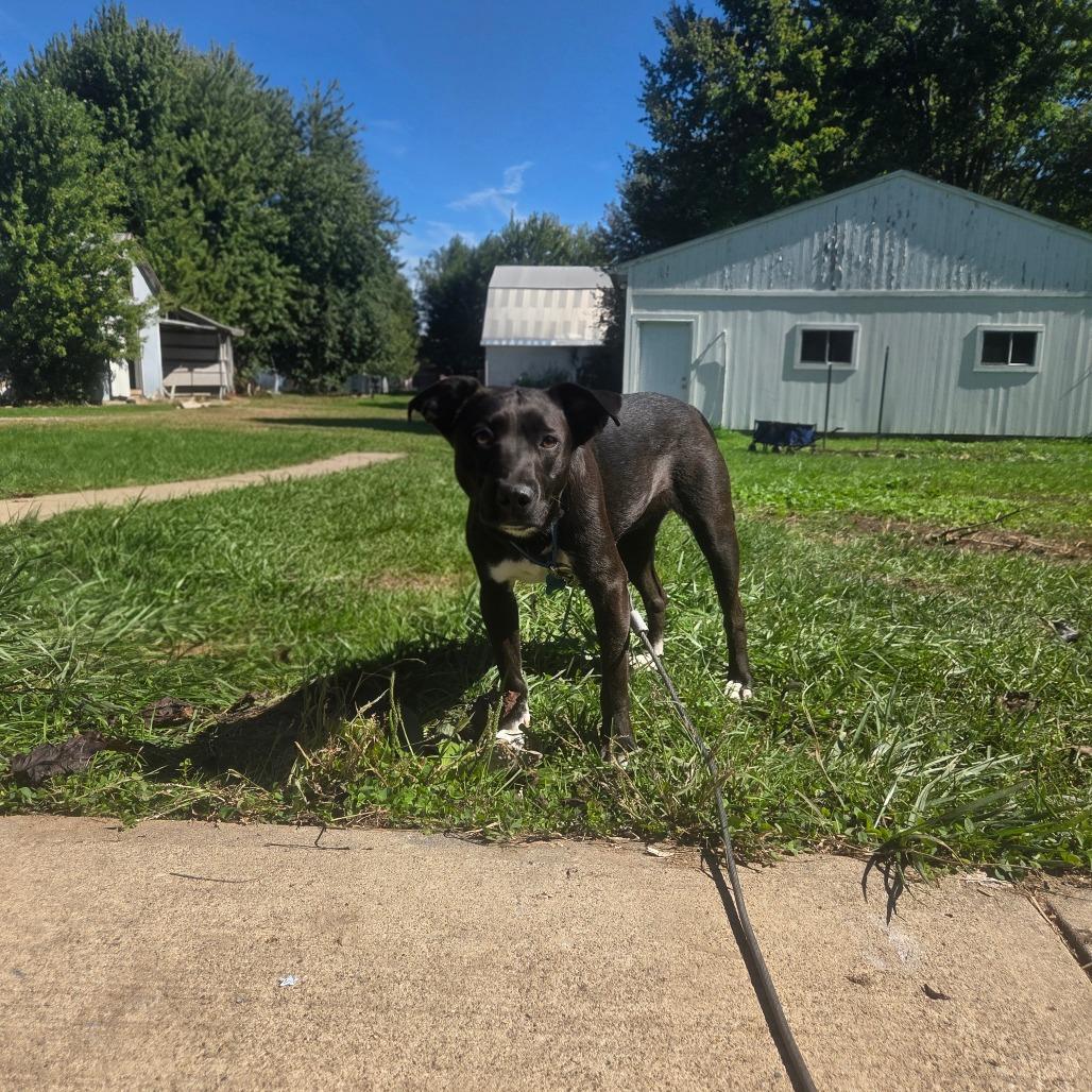 Enlarge Ally, a Adoptable Mixed Breed in Avon, OH image 5/6