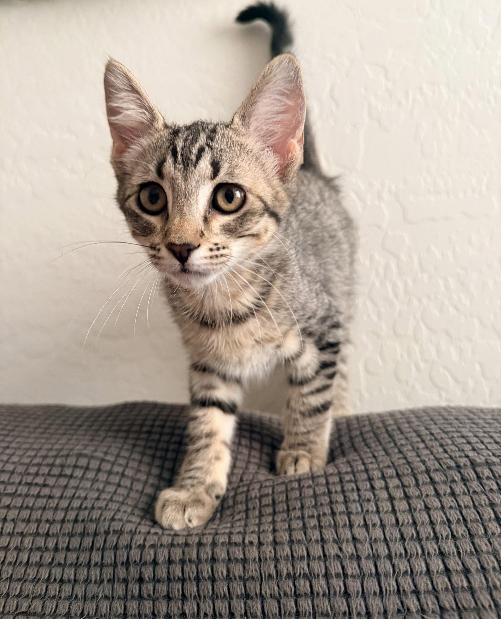 Steve, Adoptable, Kitten Male Domestic Short Hair & Tabby.