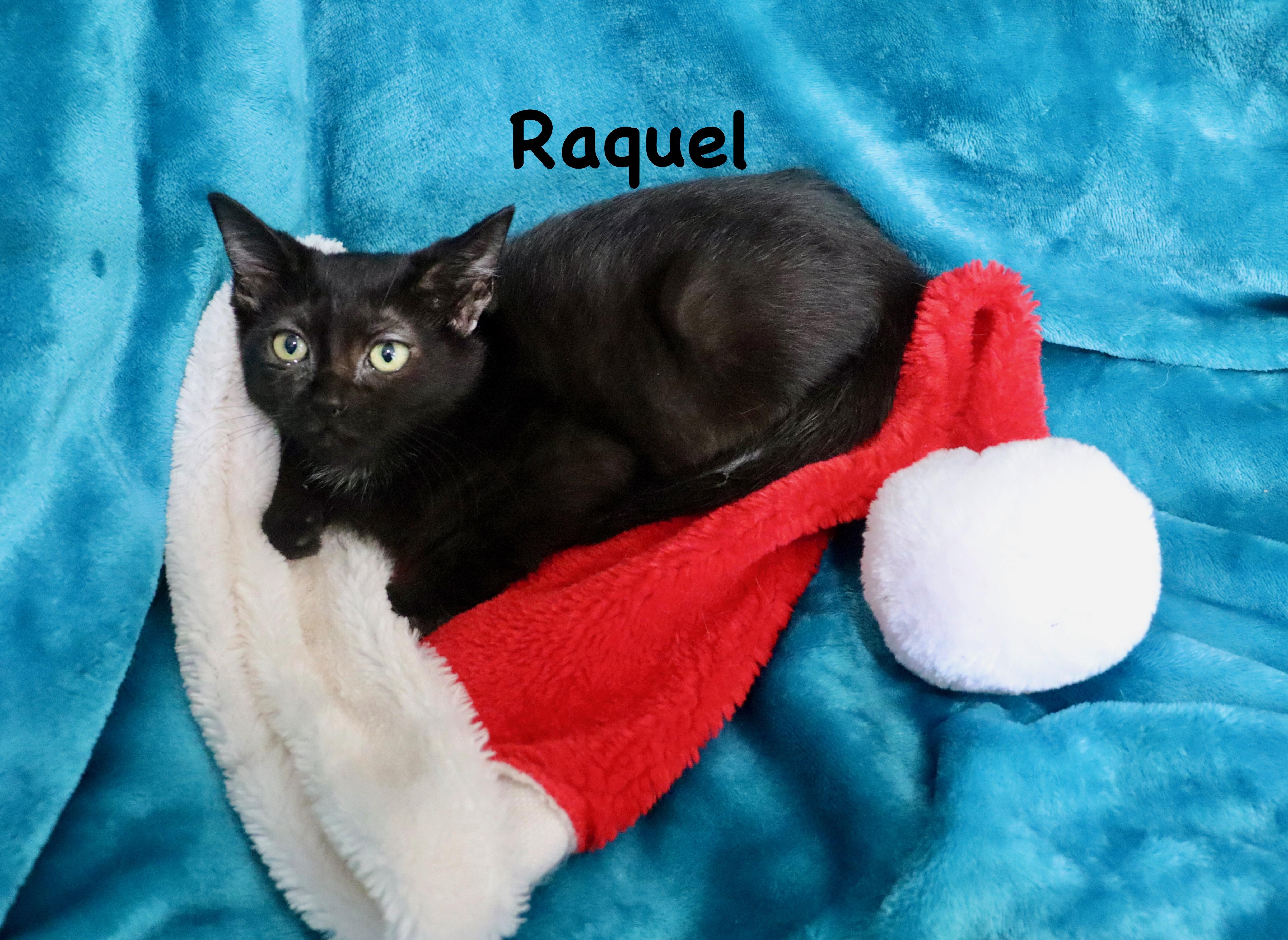 Enlarge Raquel, a ADOPTABLE mixed breed in Saint Augustine, FL image 1/4