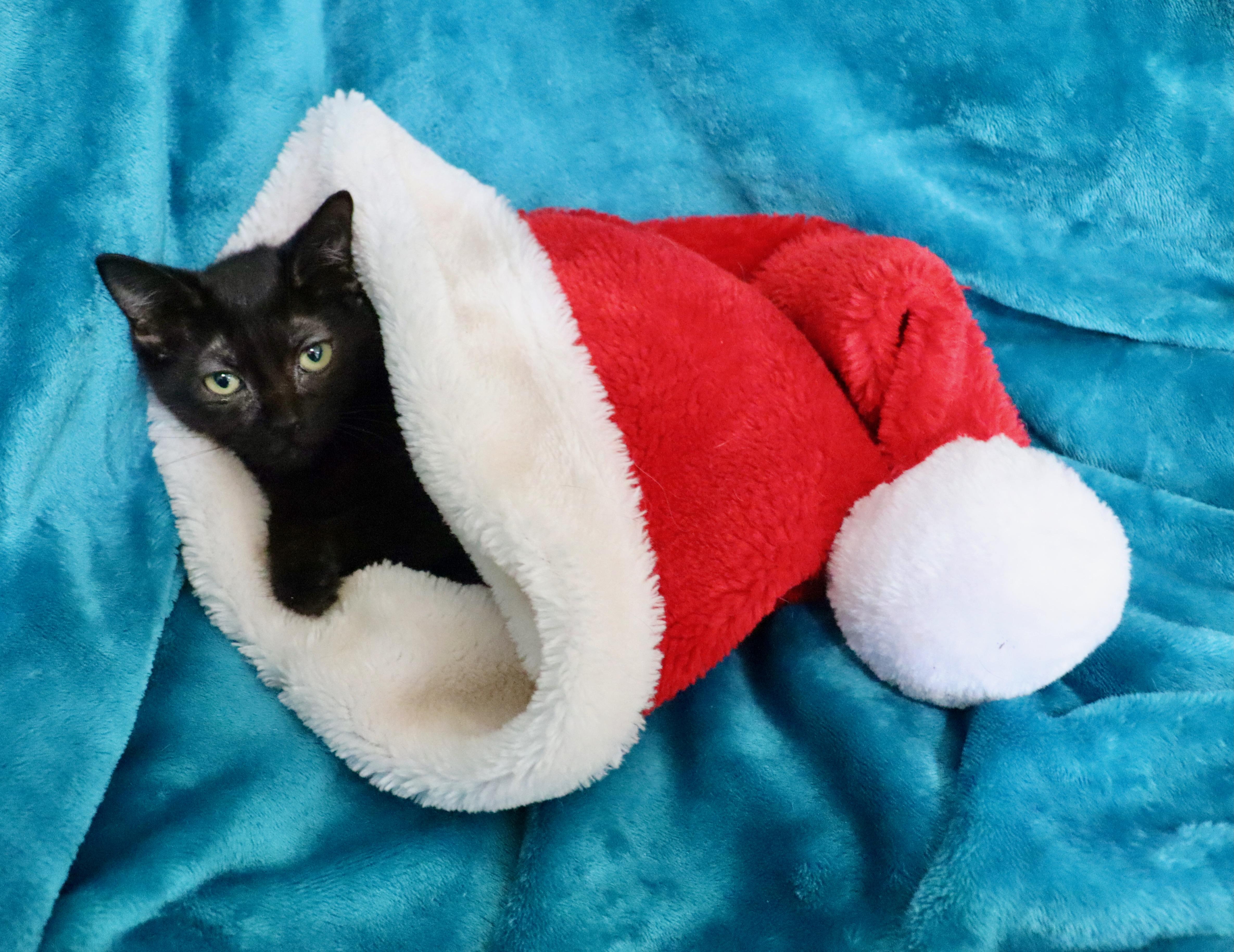 Enlarge Raquel, a ADOPTABLE mixed breed in Saint Augustine, FL image 2/4