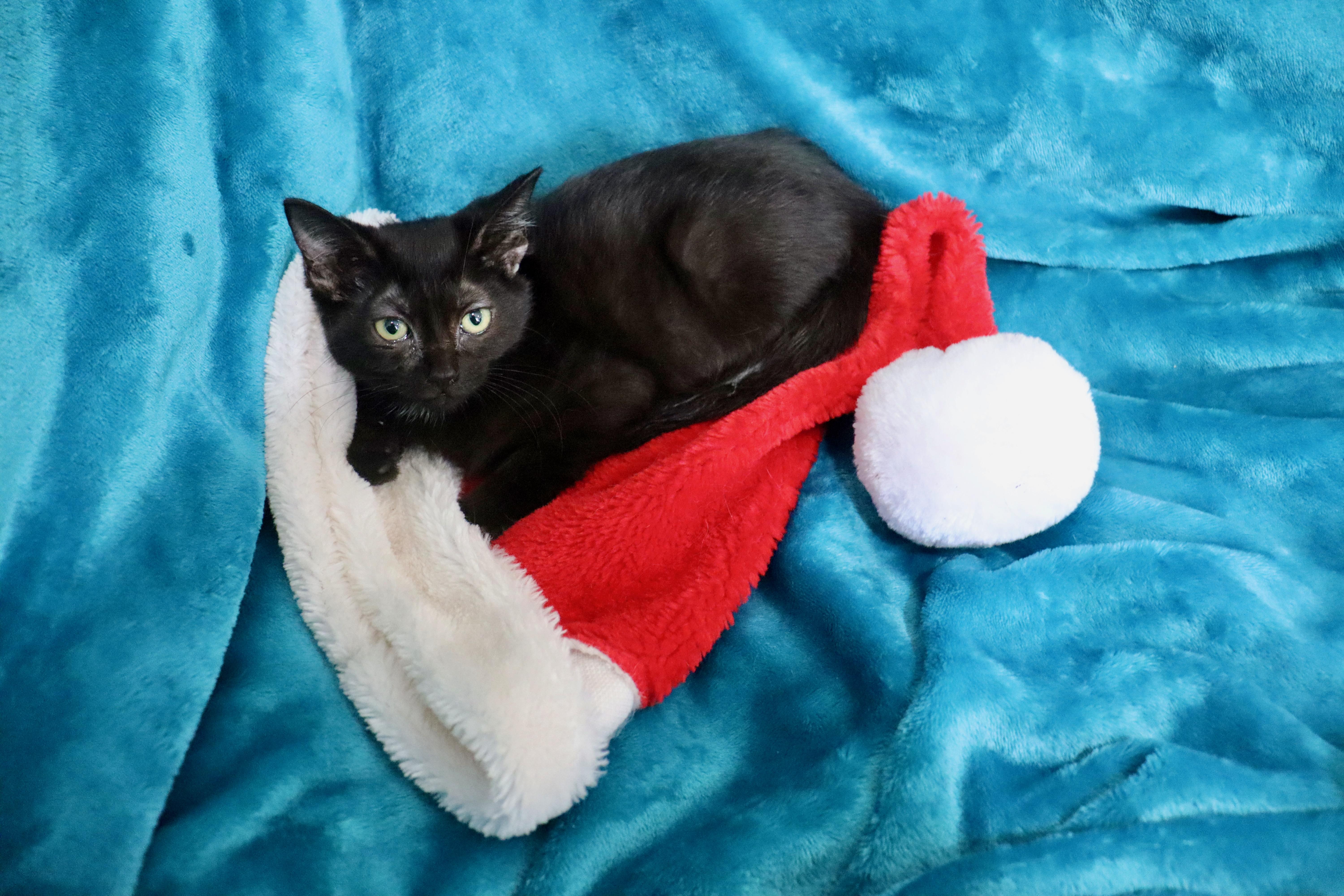 Enlarge Raquel, a ADOPTABLE mixed breed in Saint Augustine, FL image 3/4