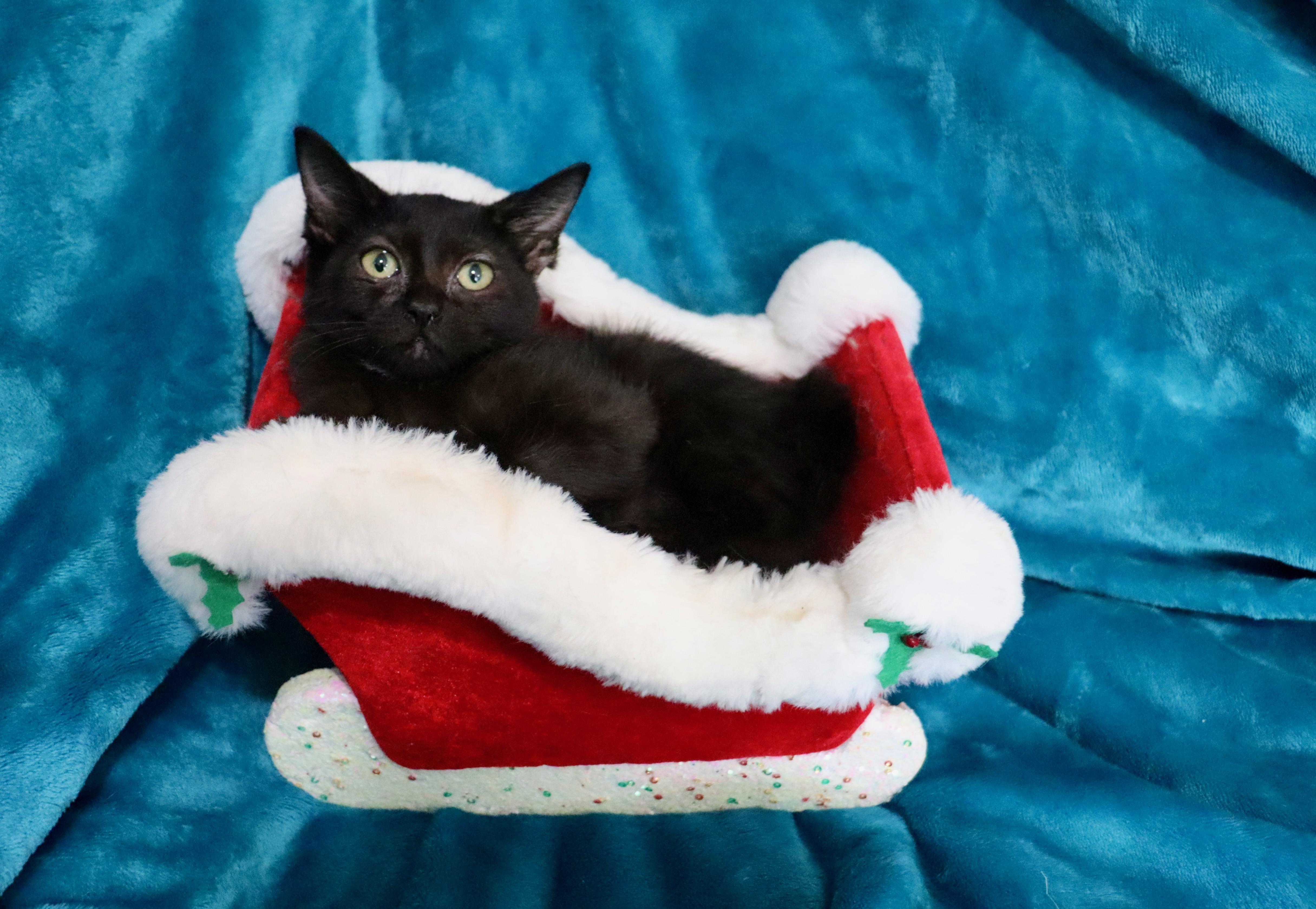 Enlarge Raquel, a ADOPTABLE mixed breed in Saint Augustine, FL image 4/4