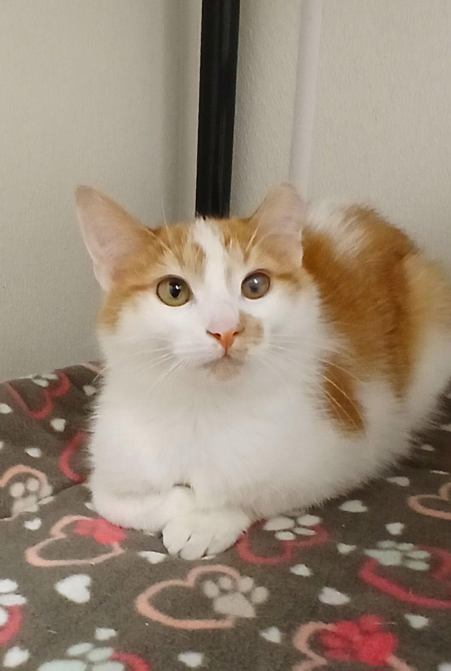 Enlarge Howard Arthur, a Adoptable mixed breed in Bay City, MI image 1/1