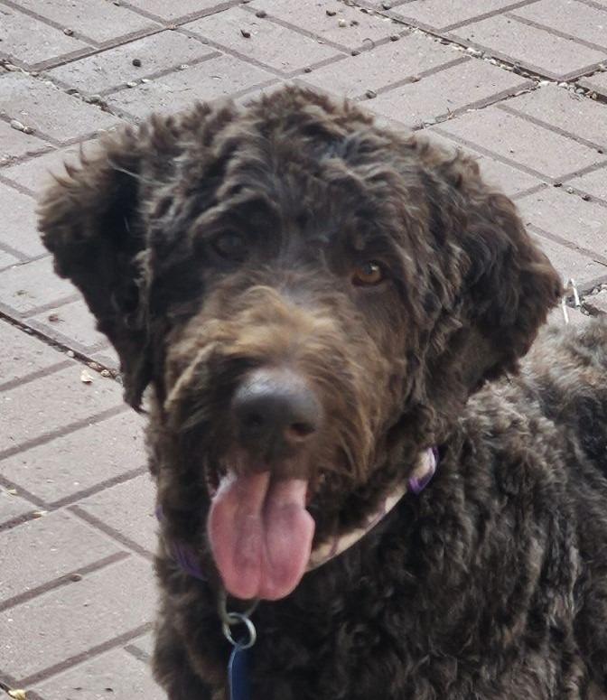 Enlarge Princess Chaco (nka Coco), a Adopted mixed breed in Johnston, IA image 1/1