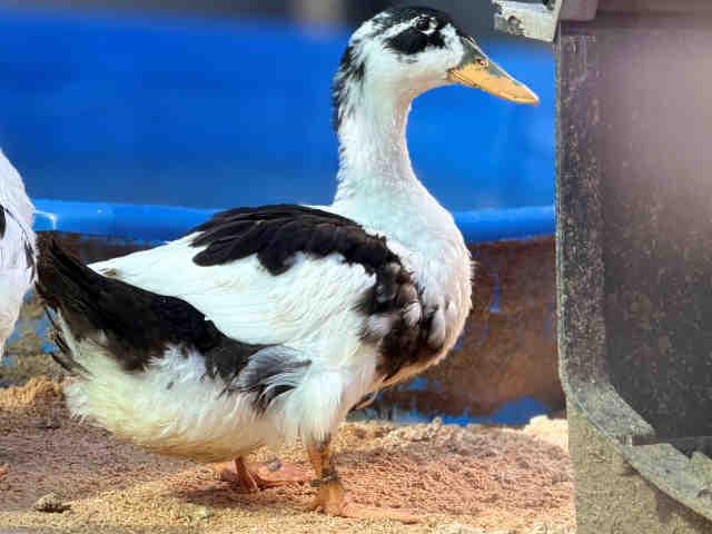 Enlarge FERN, a Adoptable Duck in Bonita, CA image 1/1