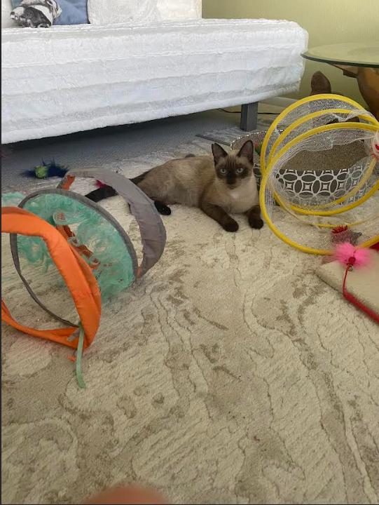 Shammy, an adoptable Siamese, Domestic Short Hair in Honolulu, HI, 96816 | Photo Image 2