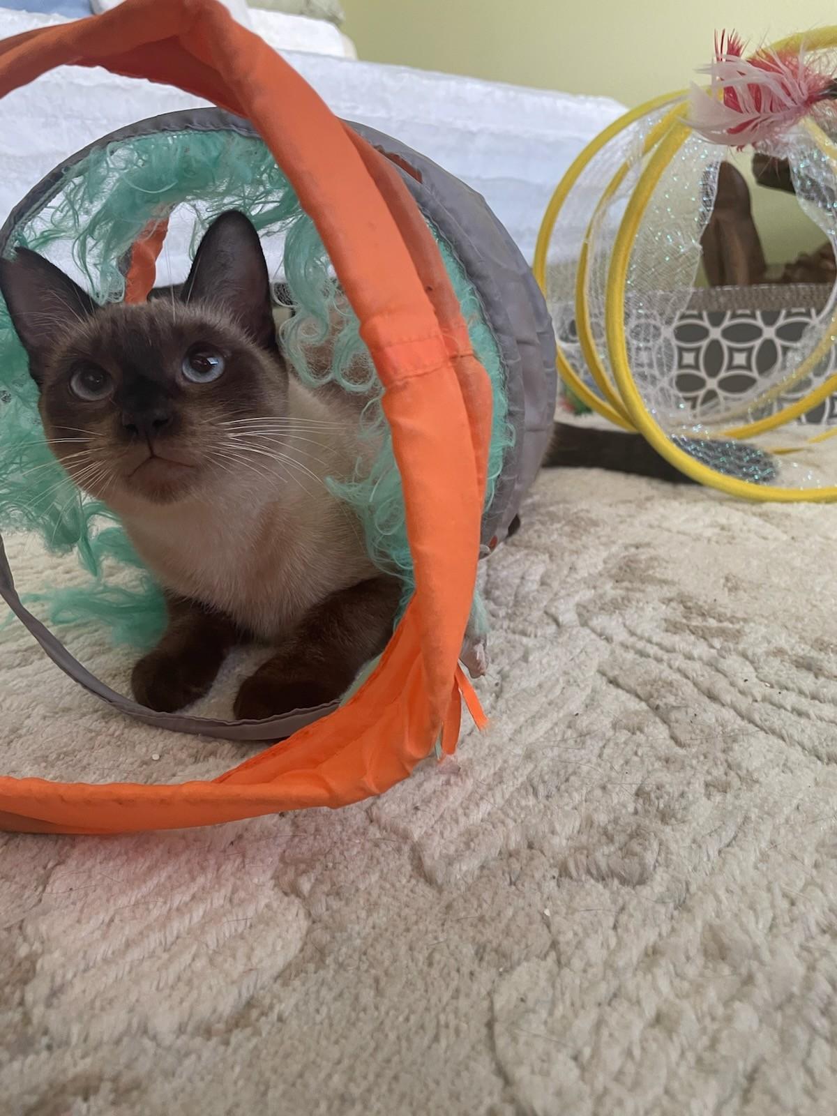Shammy, an adoptable Siamese, Domestic Short Hair in Honolulu, HI, 96816 | Photo Image 3