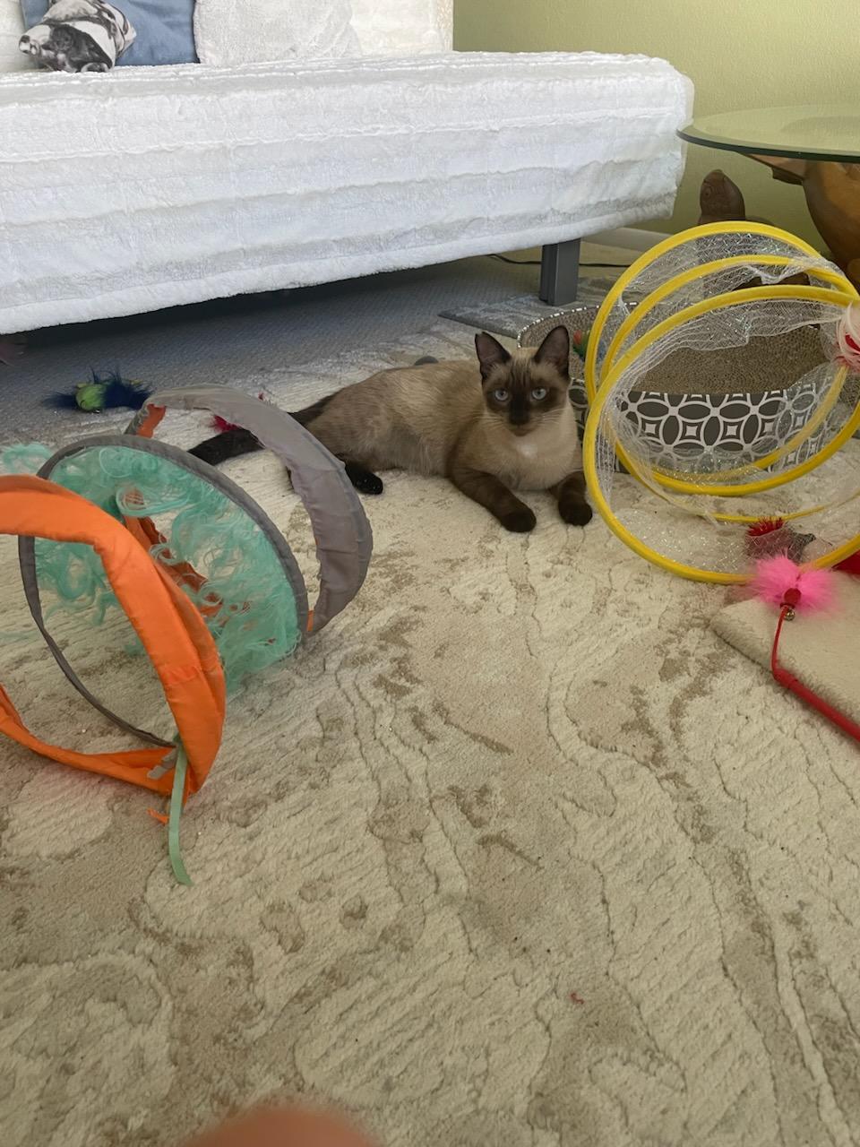 Shammy, an adoptable Siamese, Domestic Short Hair in Honolulu, HI, 96816 | Photo Image 4
