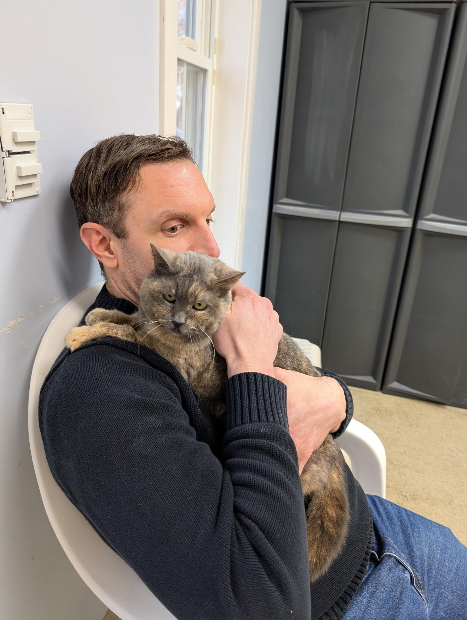 Nahla, Adoptable, Adult Female Domestic Short Hair.