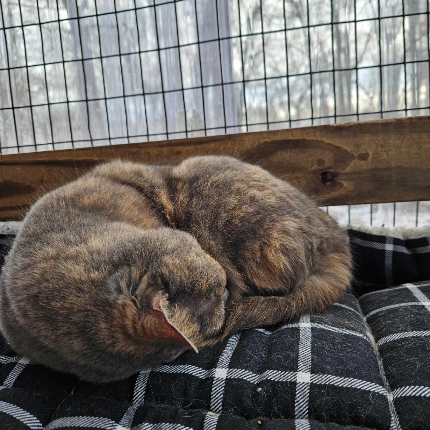 Nahla, a Adoptable Domestic Short Hair in Westbrook, CT image 3/4