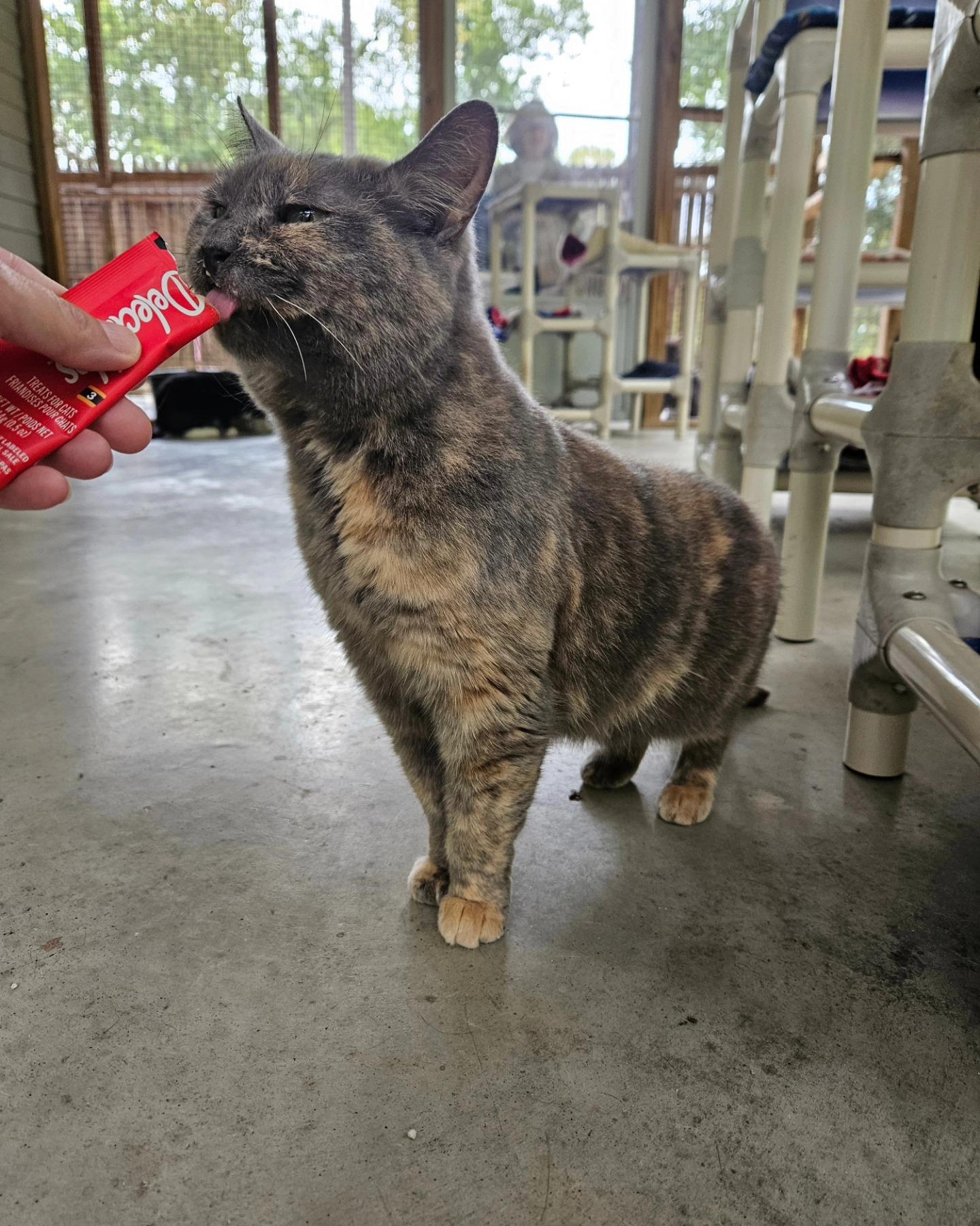 Nahla, a Adoptable Domestic Short Hair in Westbrook, CT image 4/4