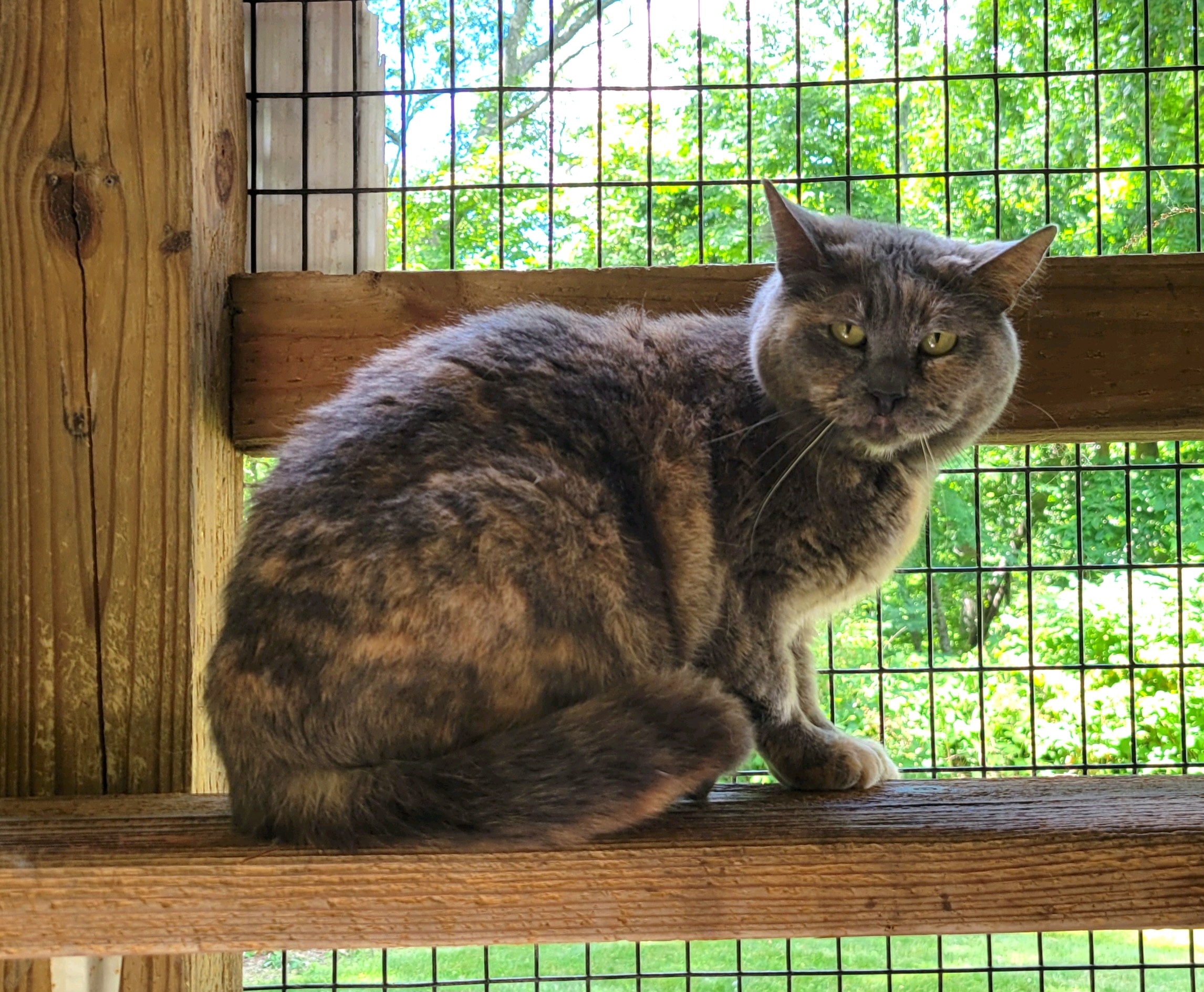 Nahla, a Adoptable Domestic Short Hair in Westbrook, CT image 1/4