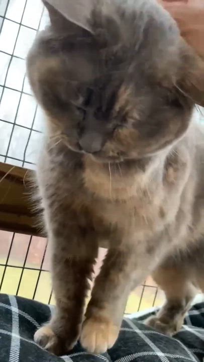 Enlarge Nahla, a Adoptable Domestic Short Hair in Westbrook, CT video 2/4