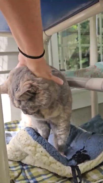 Enlarge Nahla, a Adoptable Domestic Short Hair in Westbrook, CT video 2/6