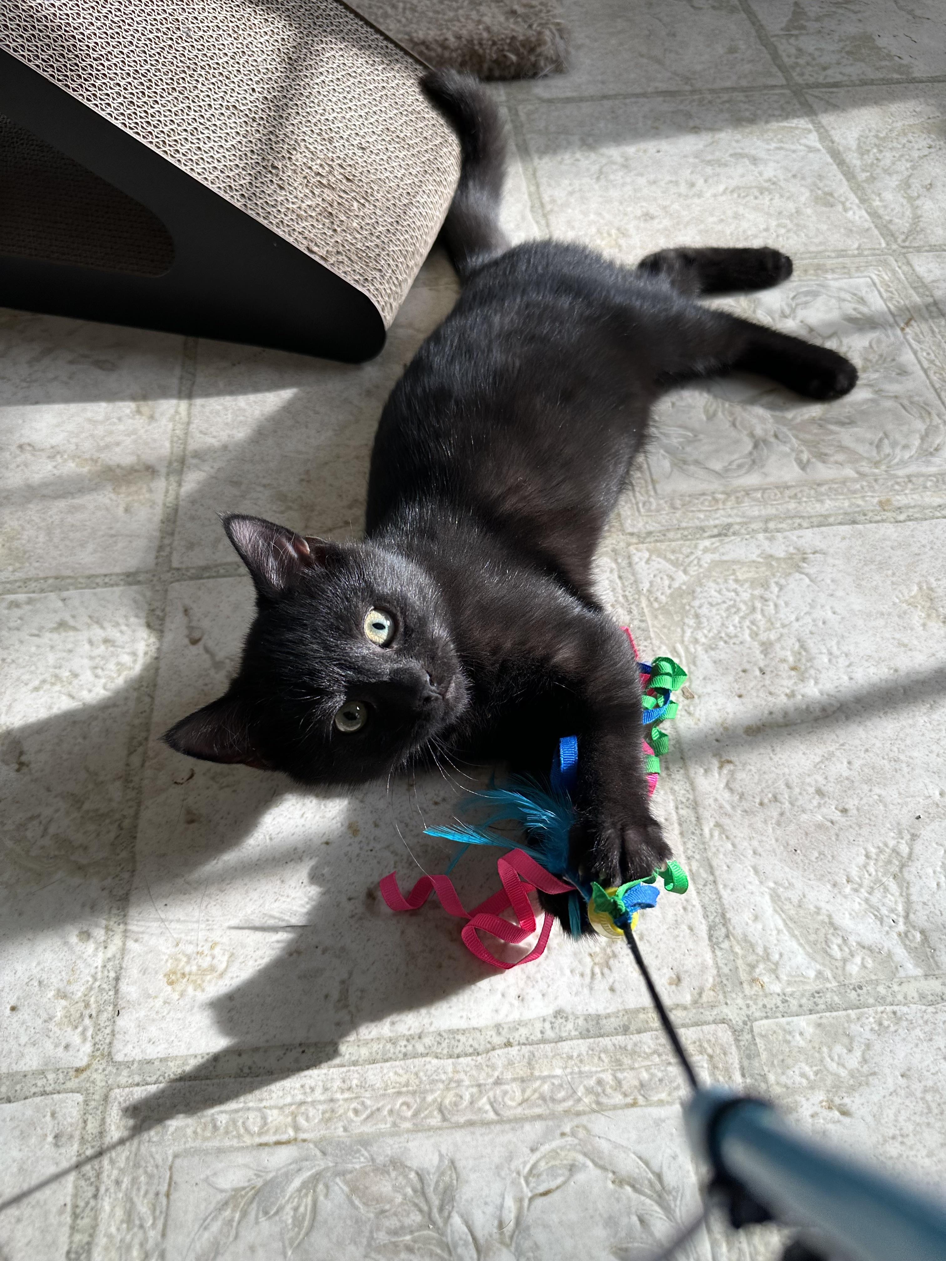 Enlarge Pugsley, a Adoptable Domestic Short Hair in East Stroudsburg, PA image 2/5