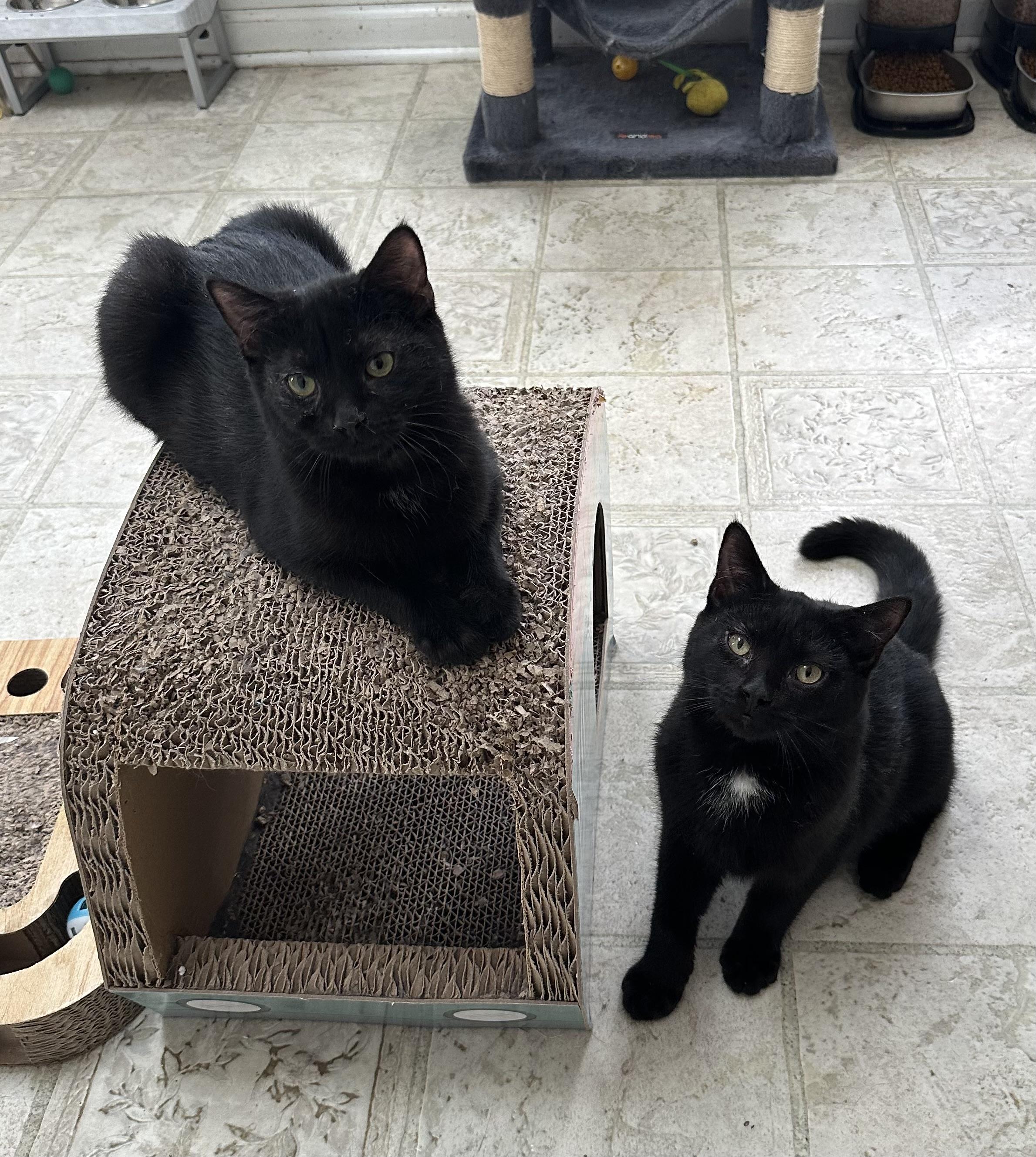 Enlarge Pugsley, a Adoptable Domestic Short Hair in East Stroudsburg, PA image 1/6