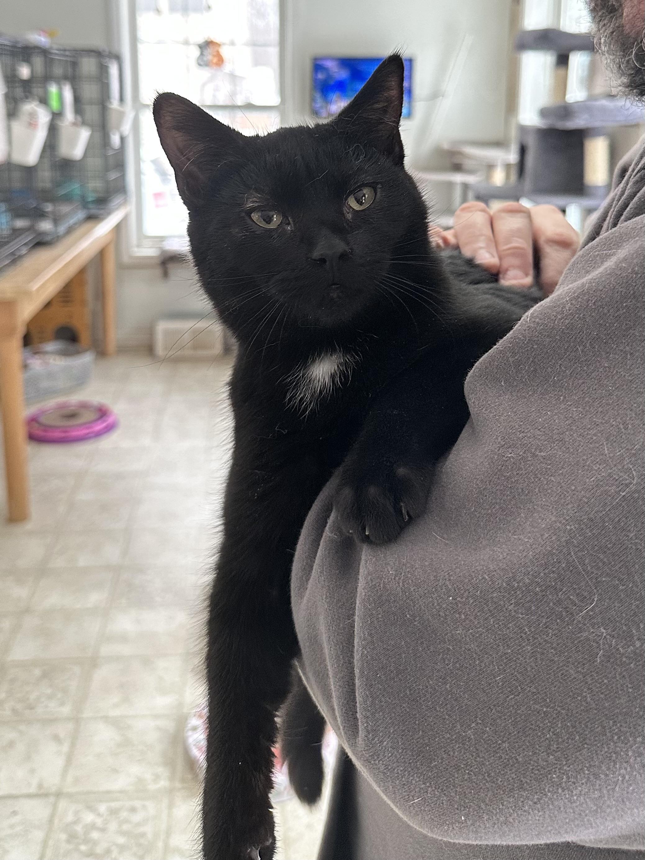 Enlarge Pugsley, a Adoptable Domestic Short Hair in East Stroudsburg, PA image 4/6