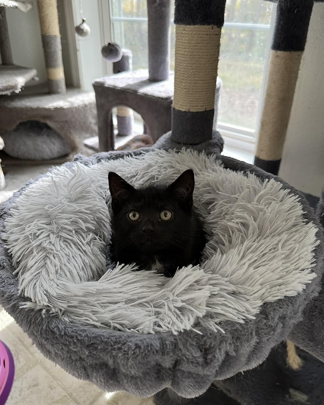 Enlarge Pugsley, a Adoptable Domestic Short Hair in East Stroudsburg, PA image 3/5