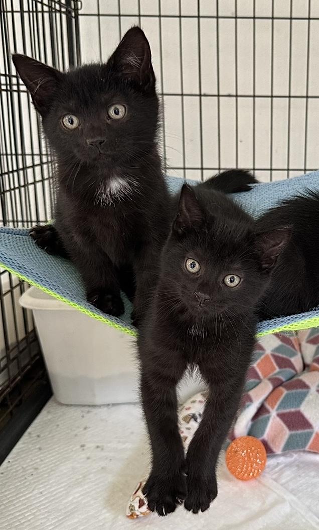 Enlarge Pugsley, a Adoptable Domestic Short Hair in East Stroudsburg, PA image 5/5