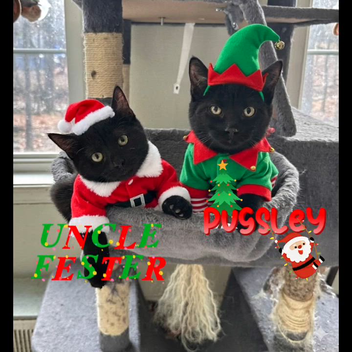 Enlarge Pugsley, a Adoptable Domestic Short Hair in East Stroudsburg, PA video 1/5