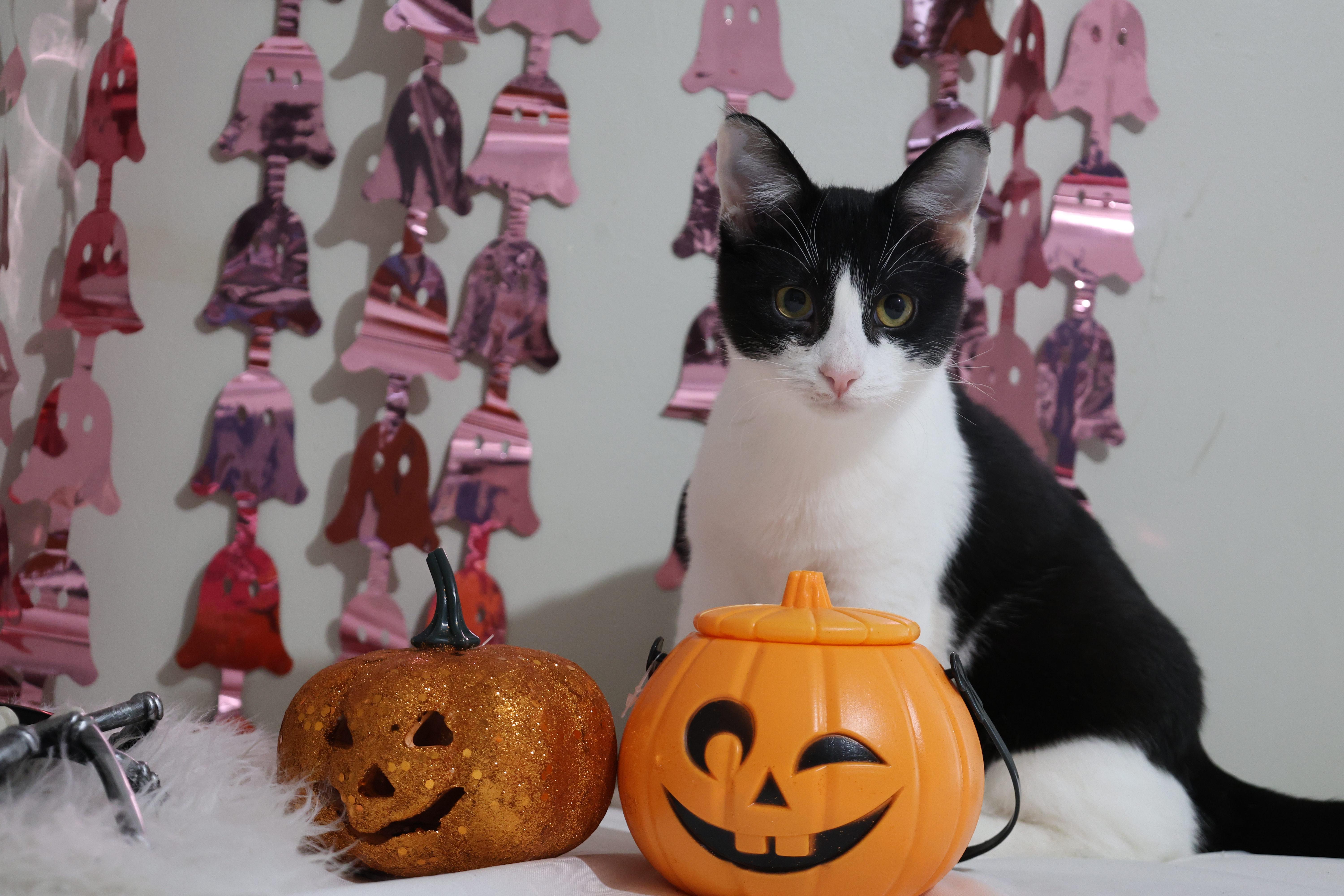 Enlarge Henny, a Adoptable Domestic Short Hair in Akron, OH image 1/4