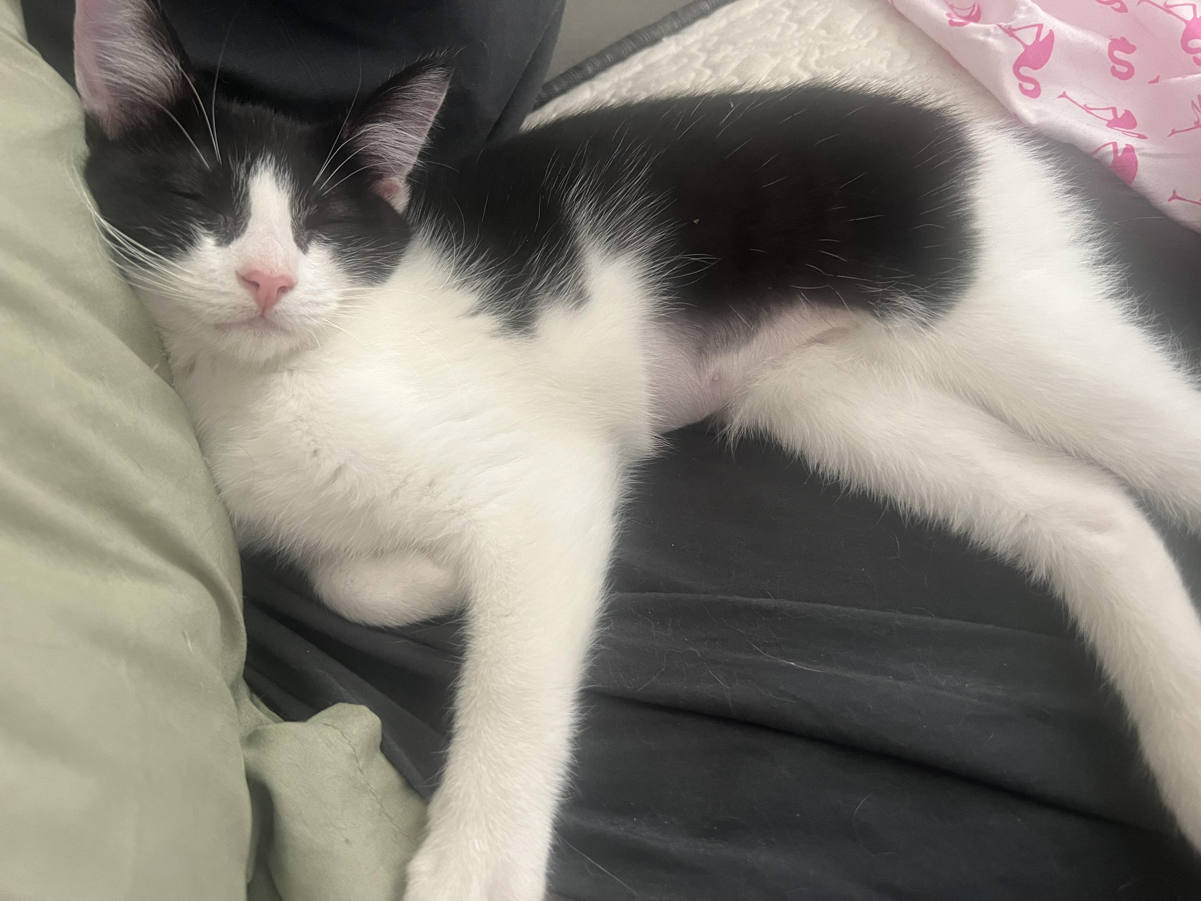 Enlarge Henny, a Adoptable Domestic Short Hair in Akron, OH image 2/4