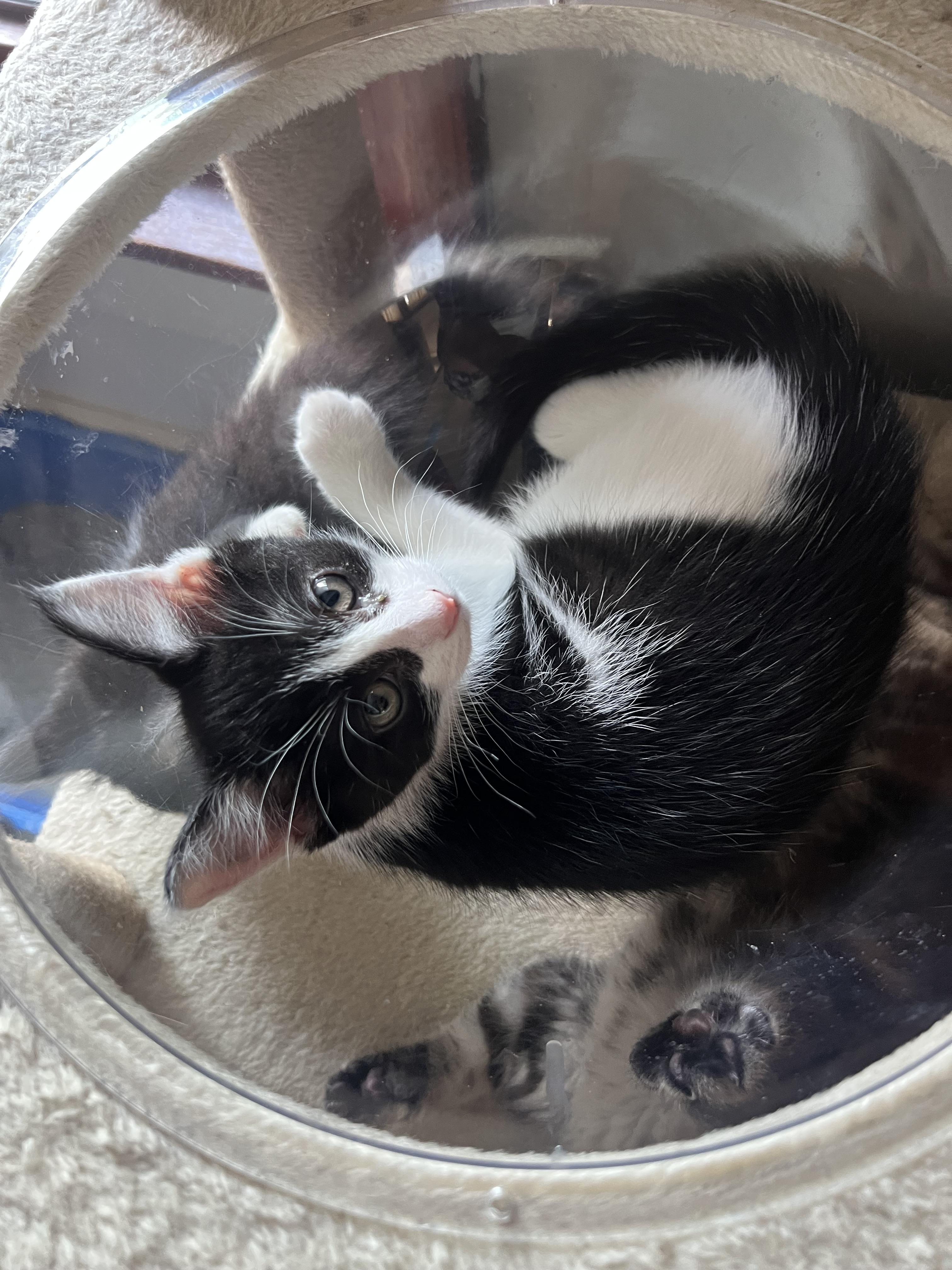 Enlarge Henny, a Adoptable Domestic Short Hair in Akron, OH image 3/4